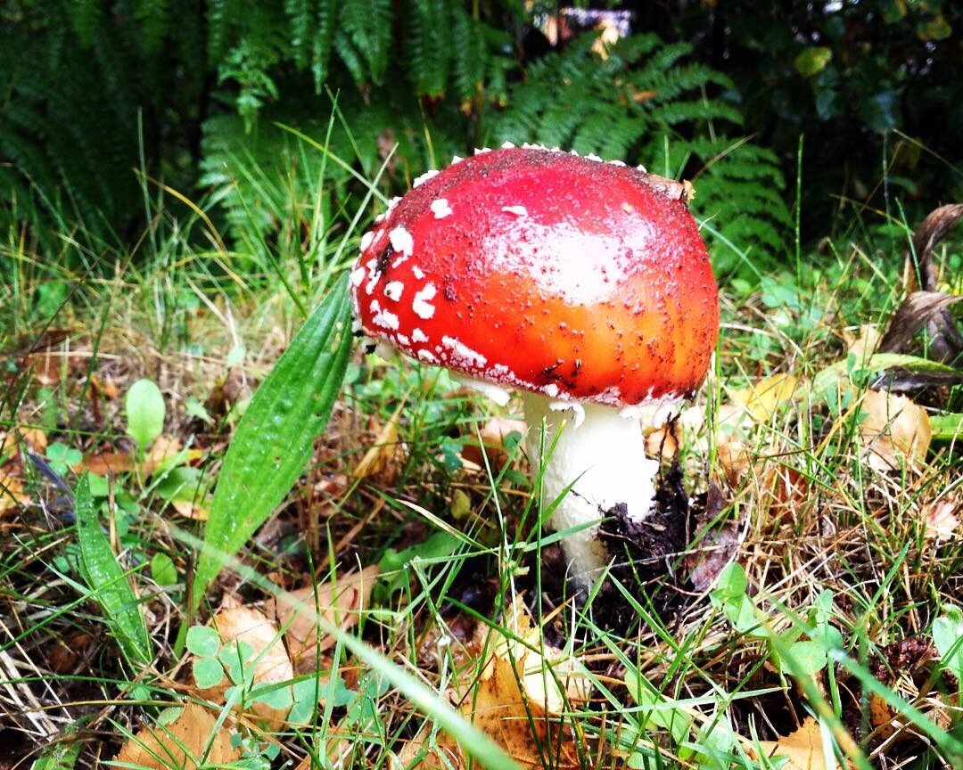 Fly agaric. Nairn, Scotland.