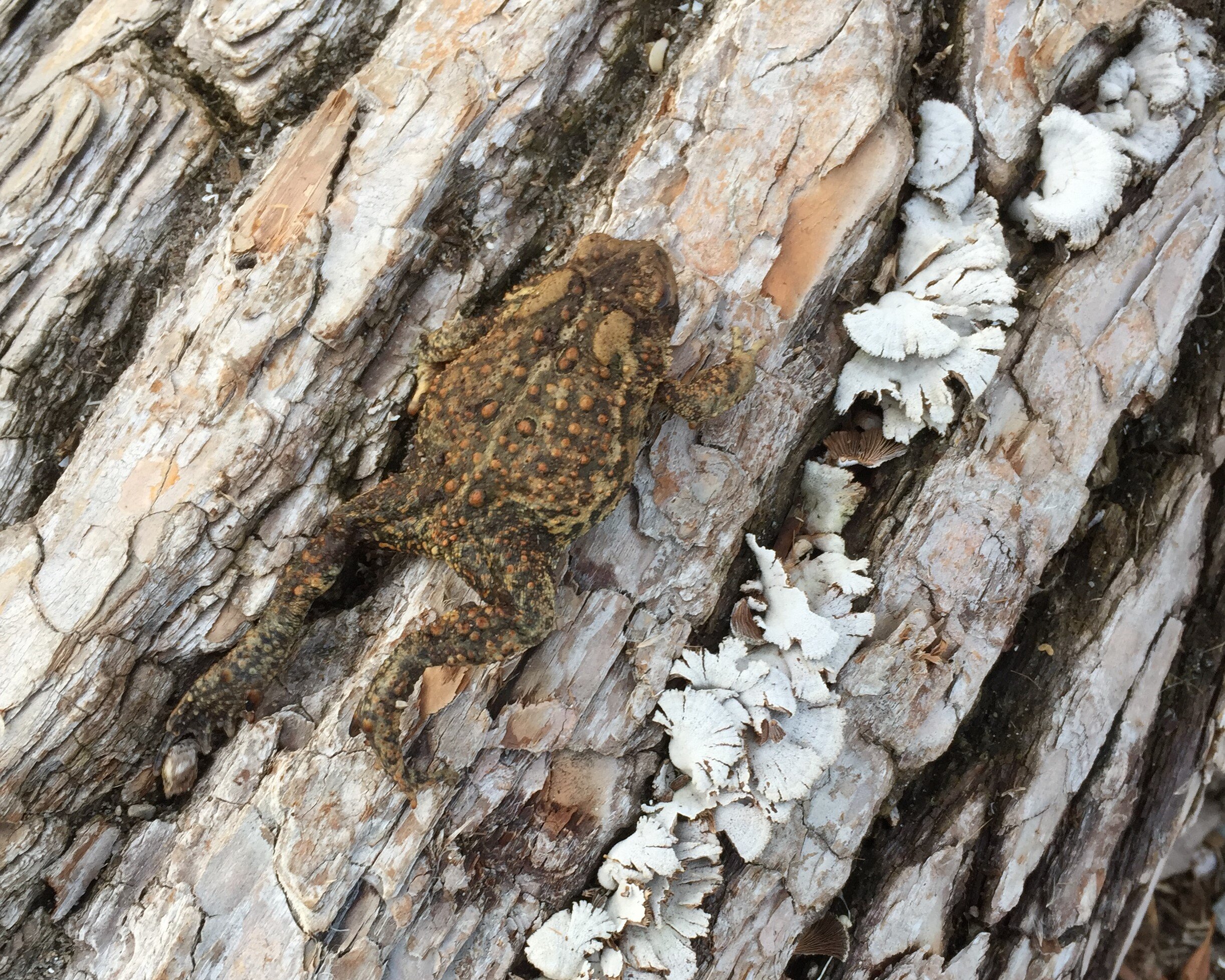Toad of Toad Hall by the lake.