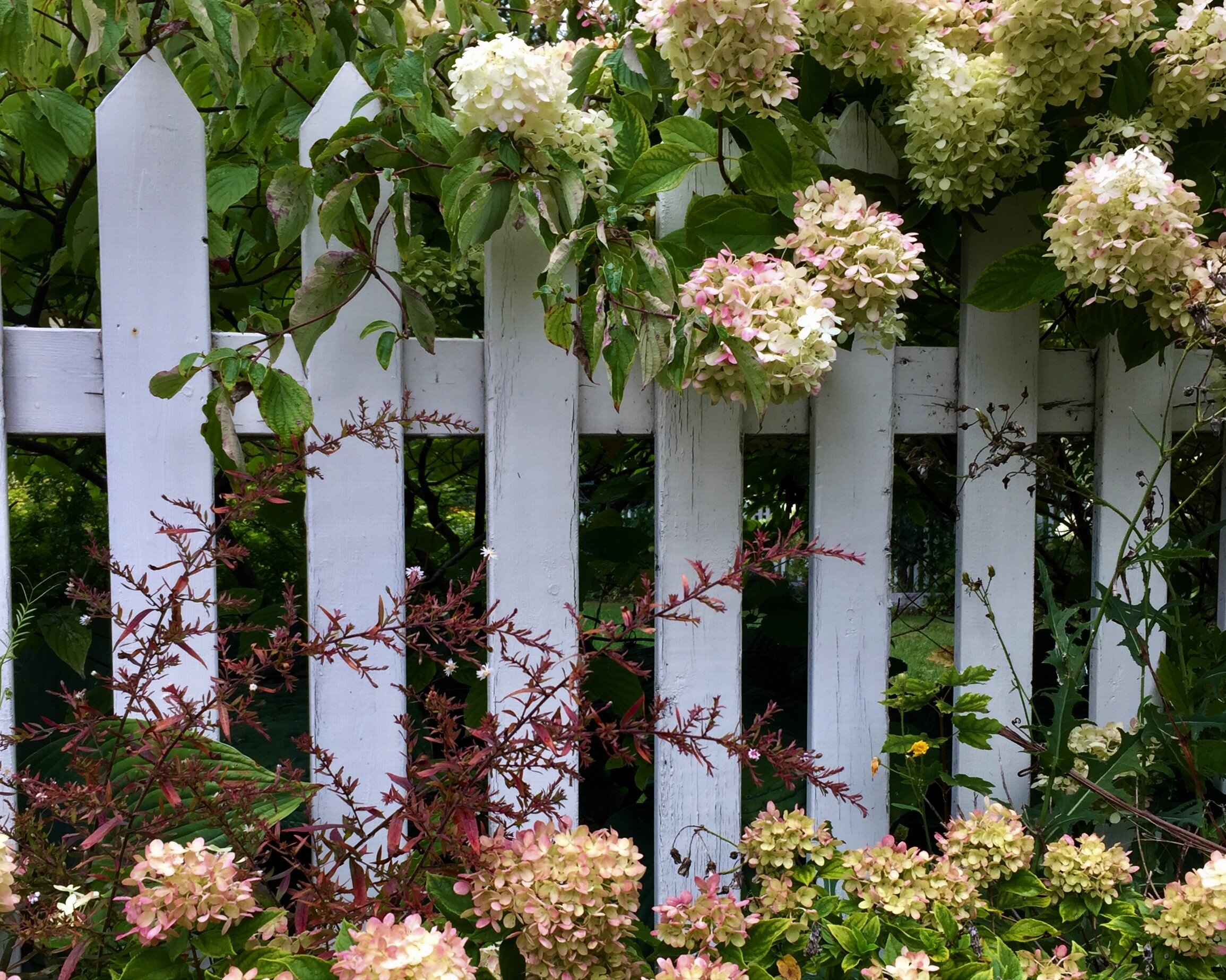 September Hydrangea.