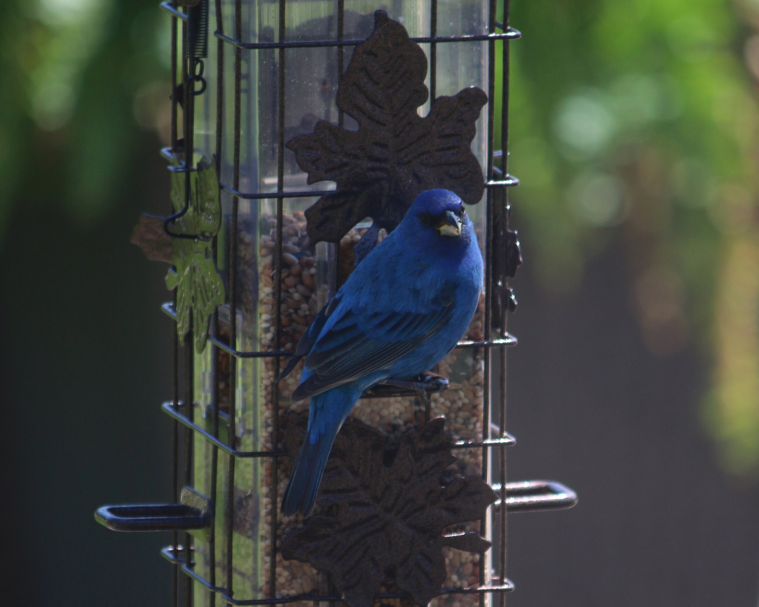 Indigo Bunting in the early Spring.