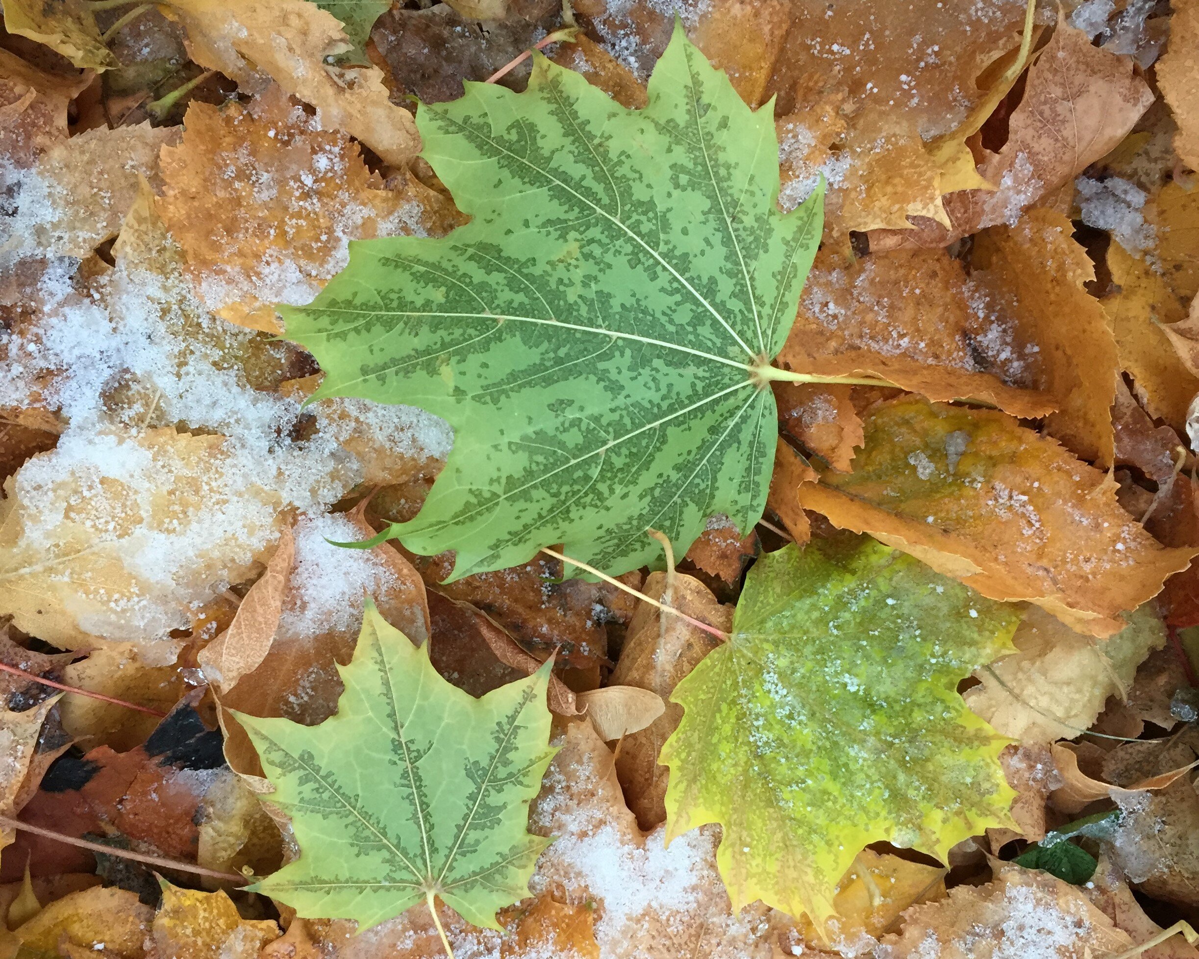 A November frost.