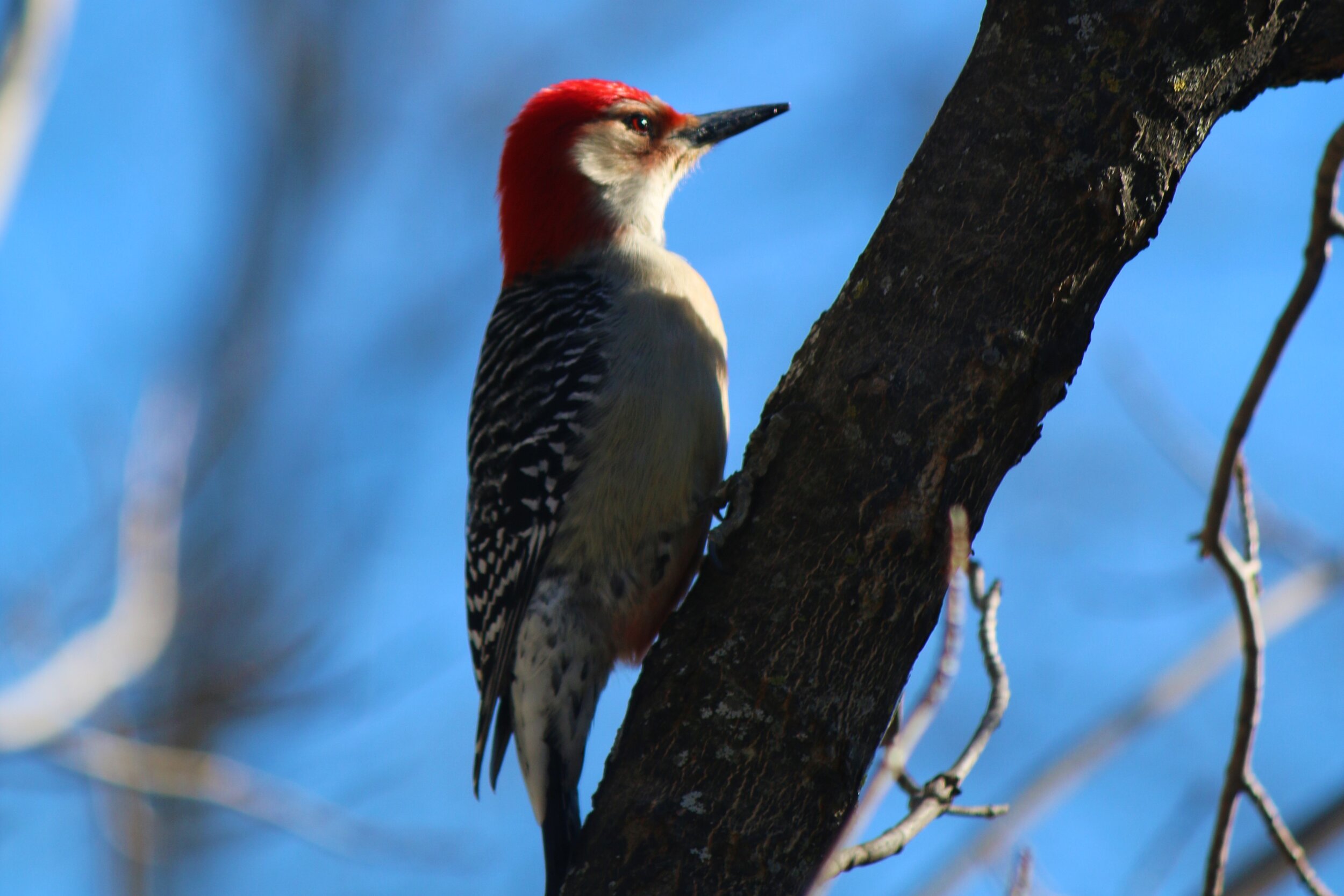 Red-bellied Woodpecker outside our window.
