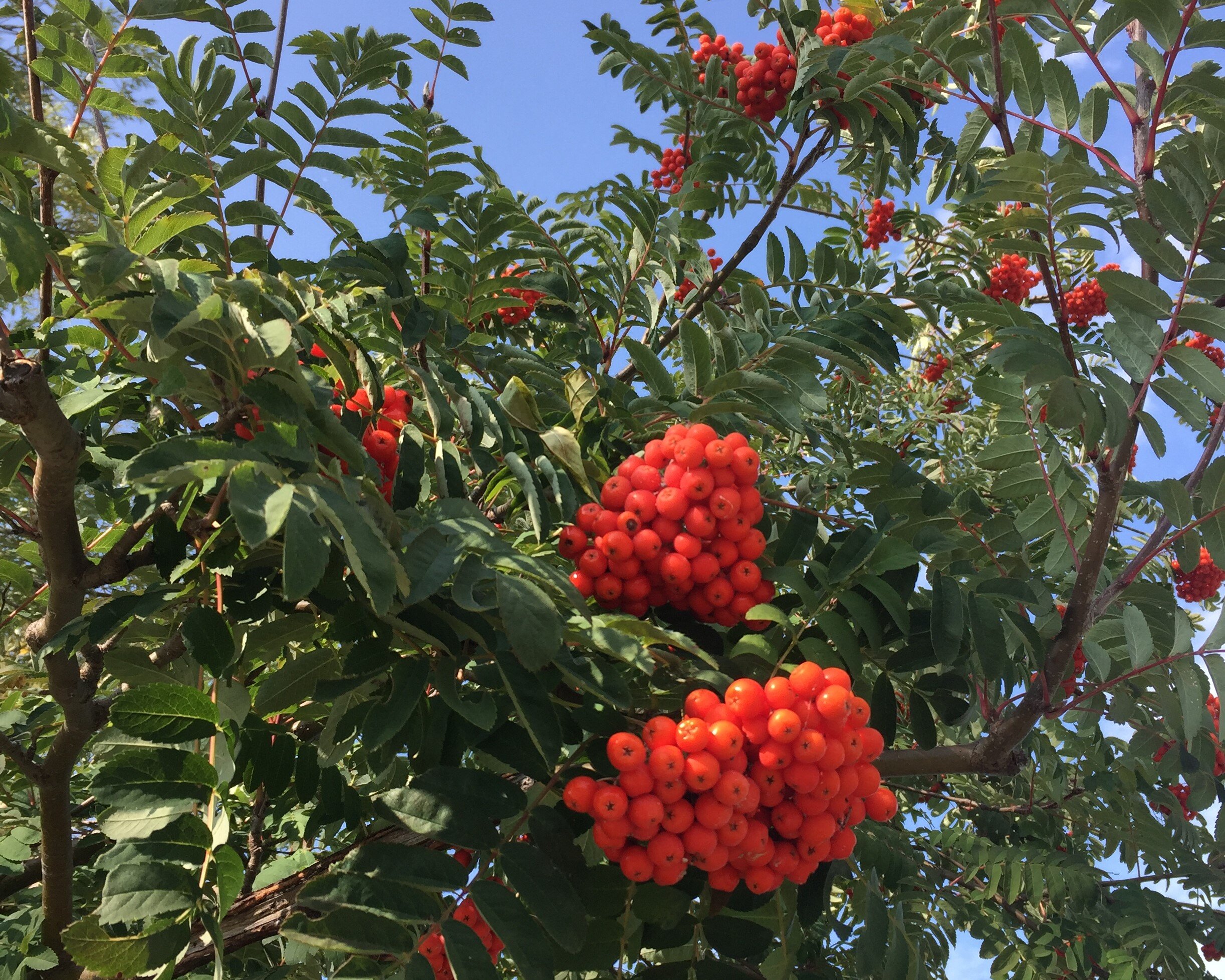 An October bumper crop of Rowan berries.