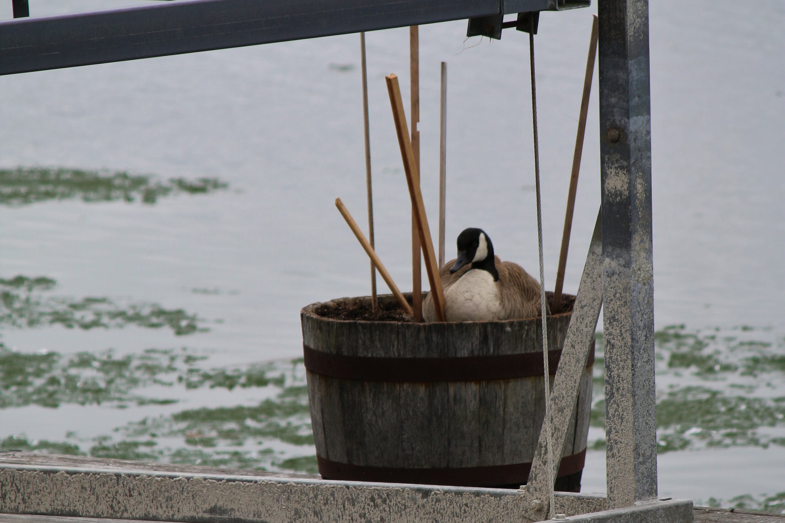 April goose planters.