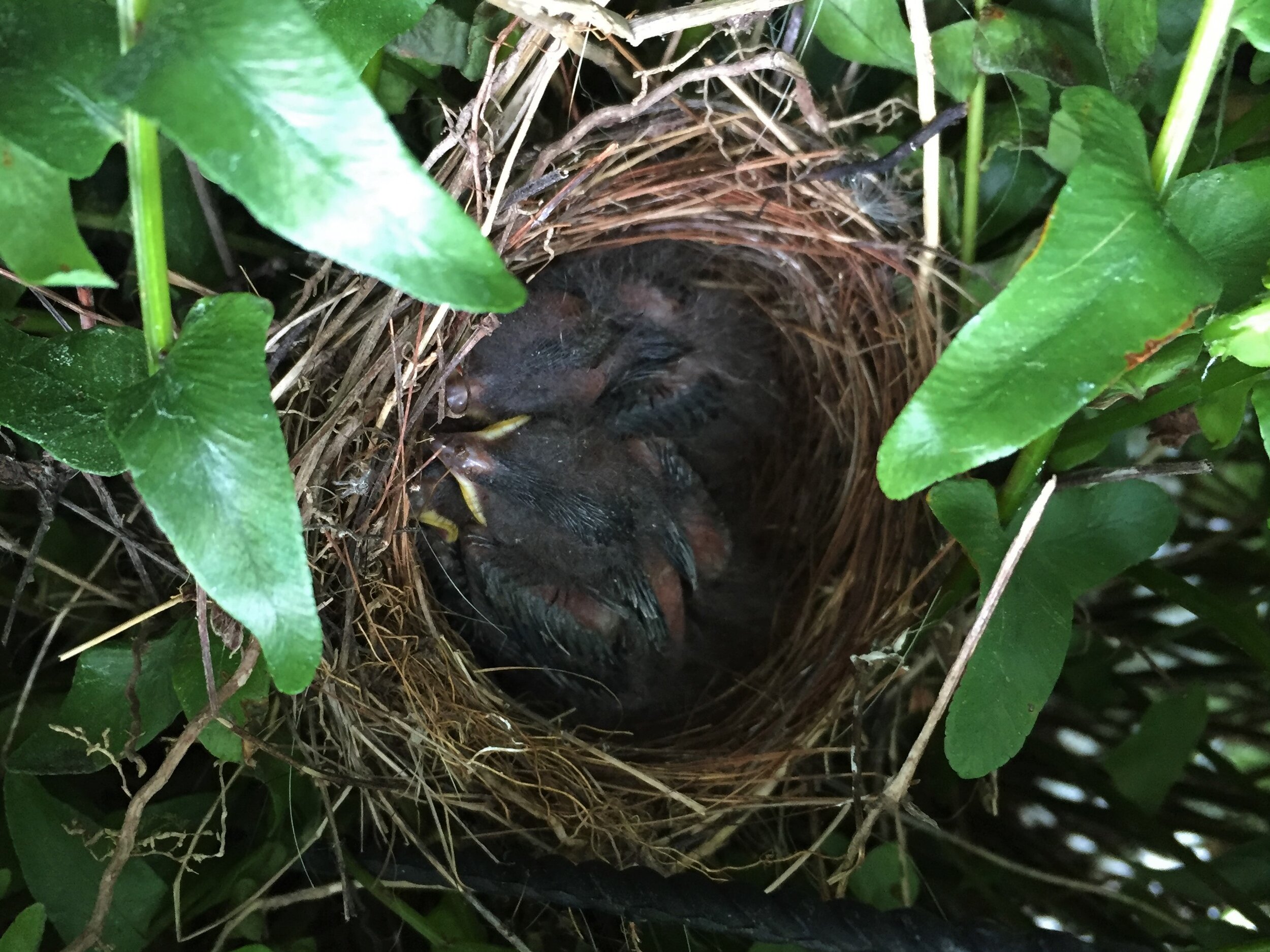 The House Finches hatched in June.