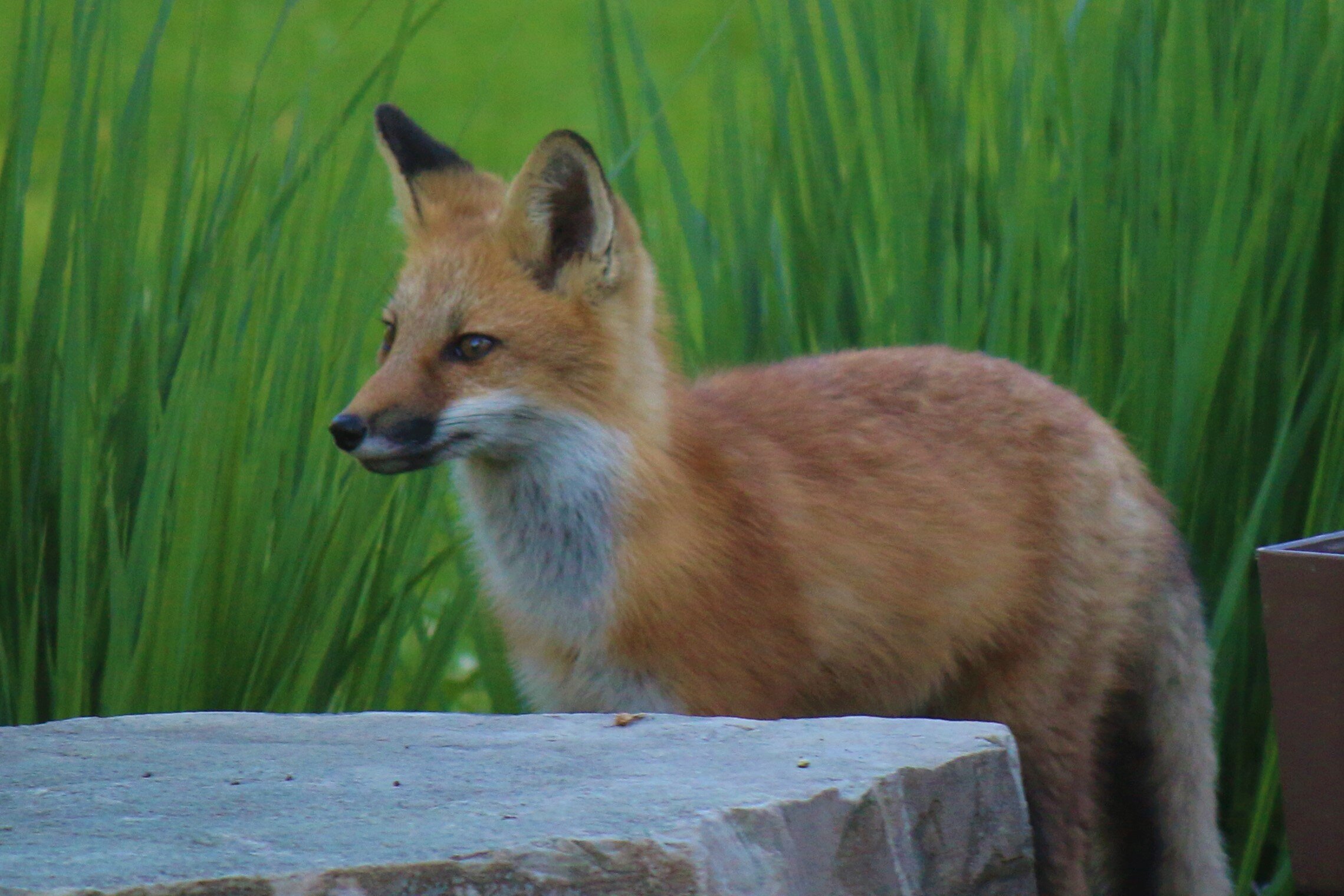 Hanging out in the backyard in June.