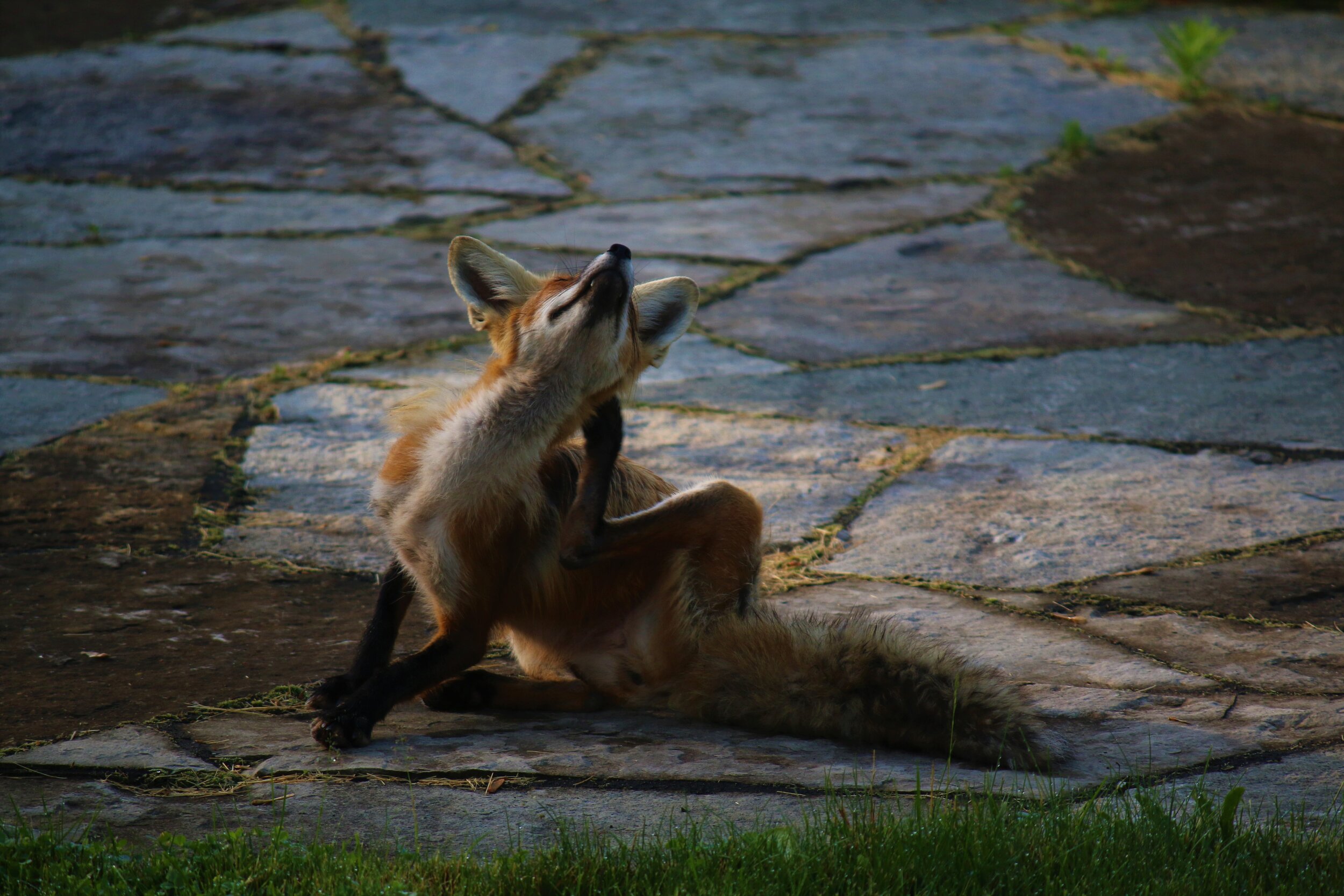 Sunscratcher in June.