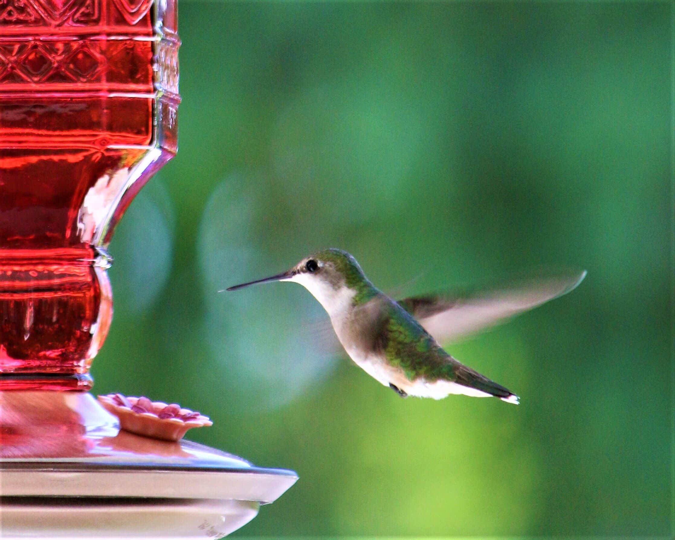 A June hummer.