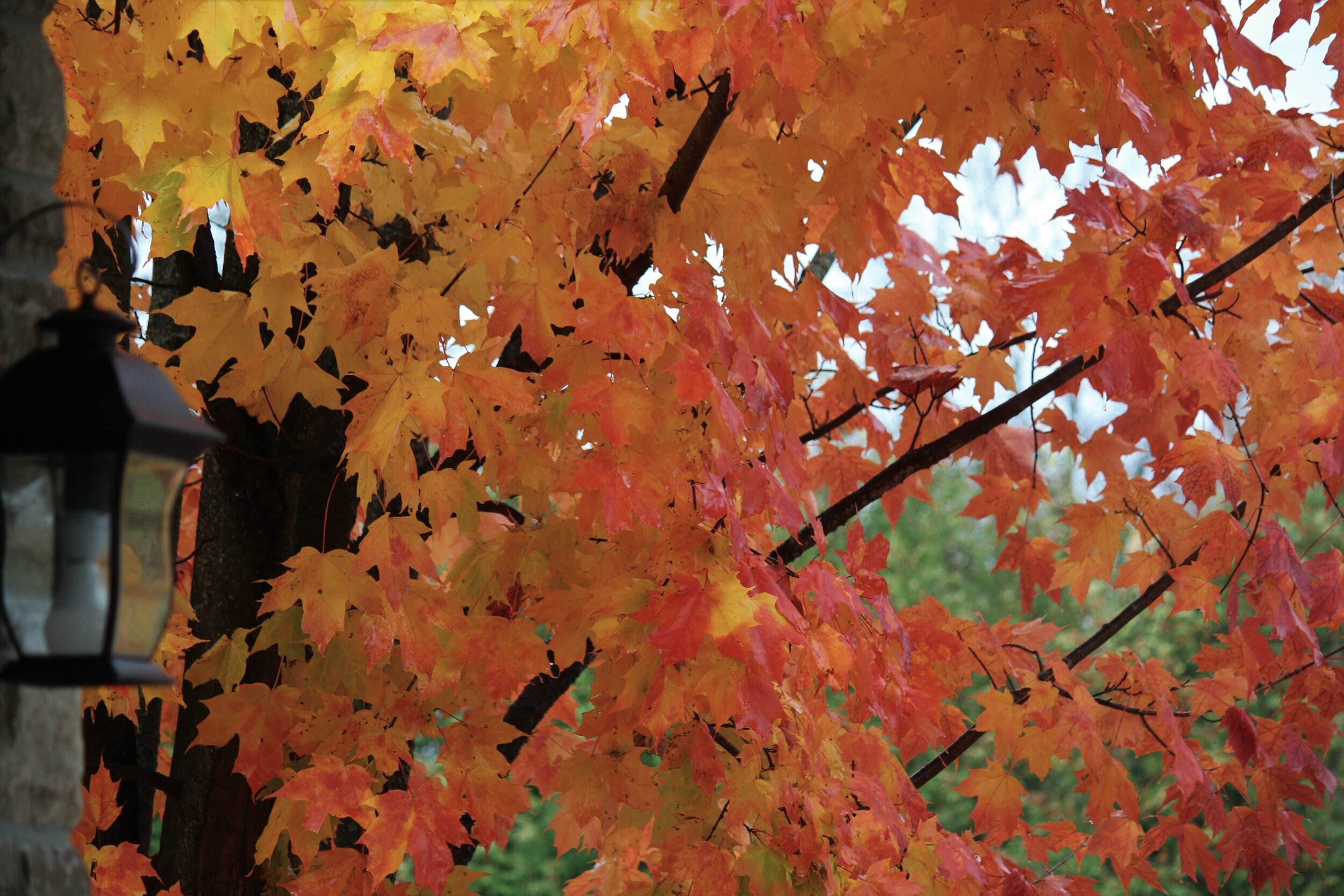 Autumn leaves. October.