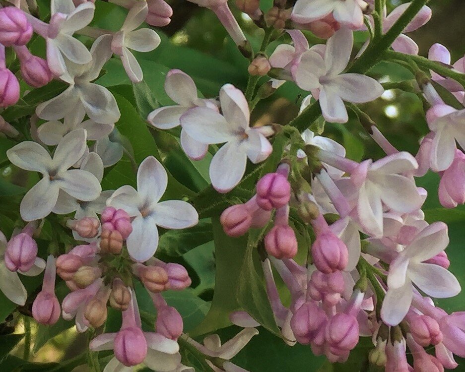 Darling buds in May.