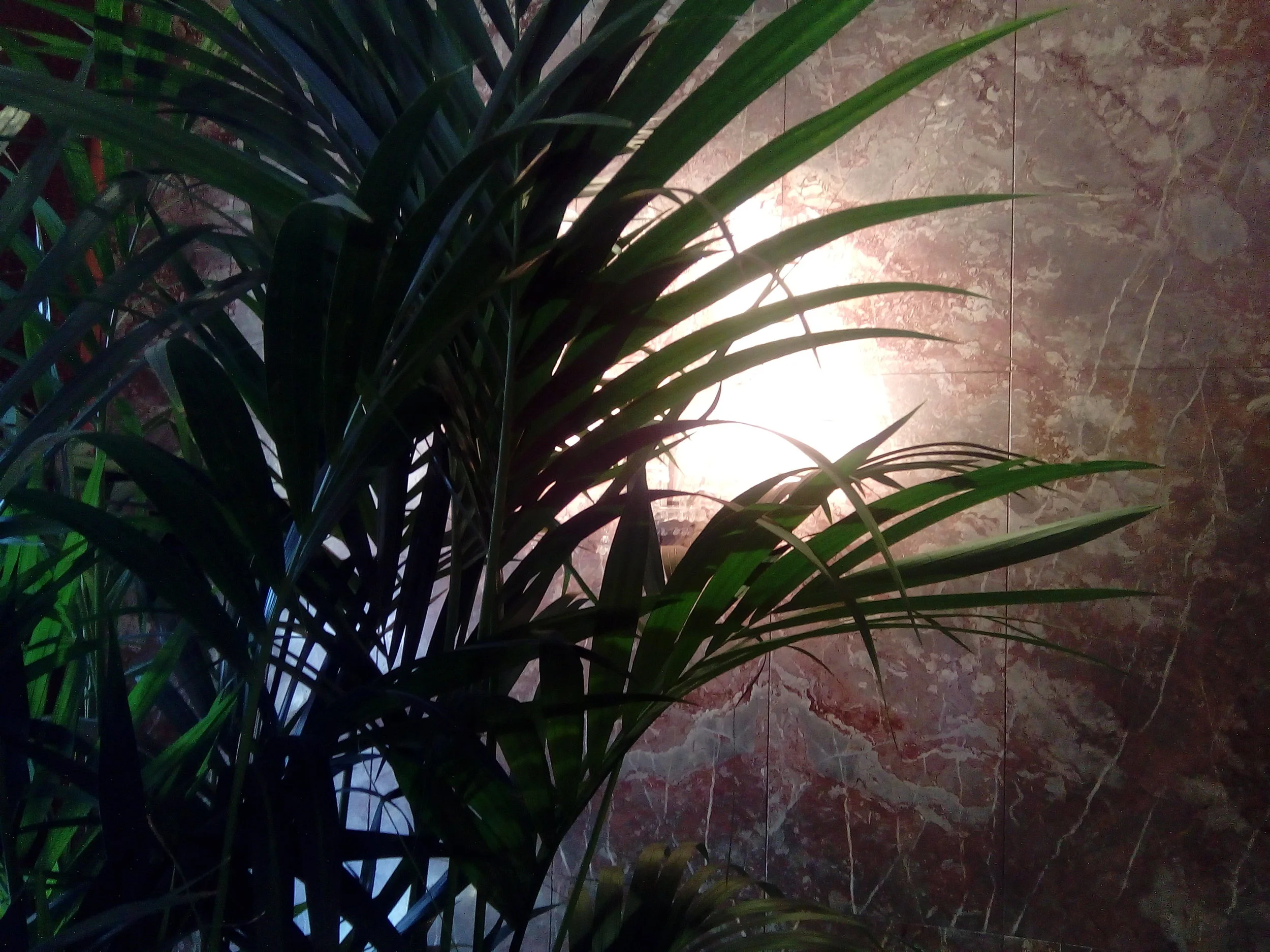 hk 14 plant-light.jpg