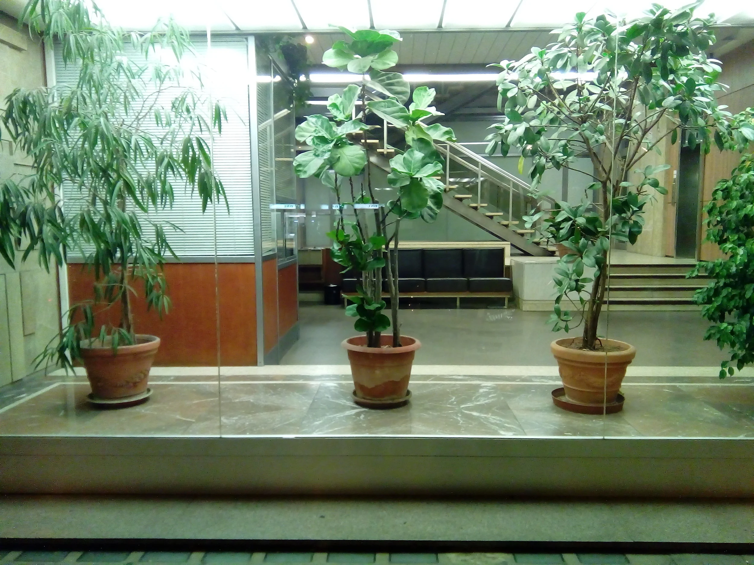 plants day.jpg