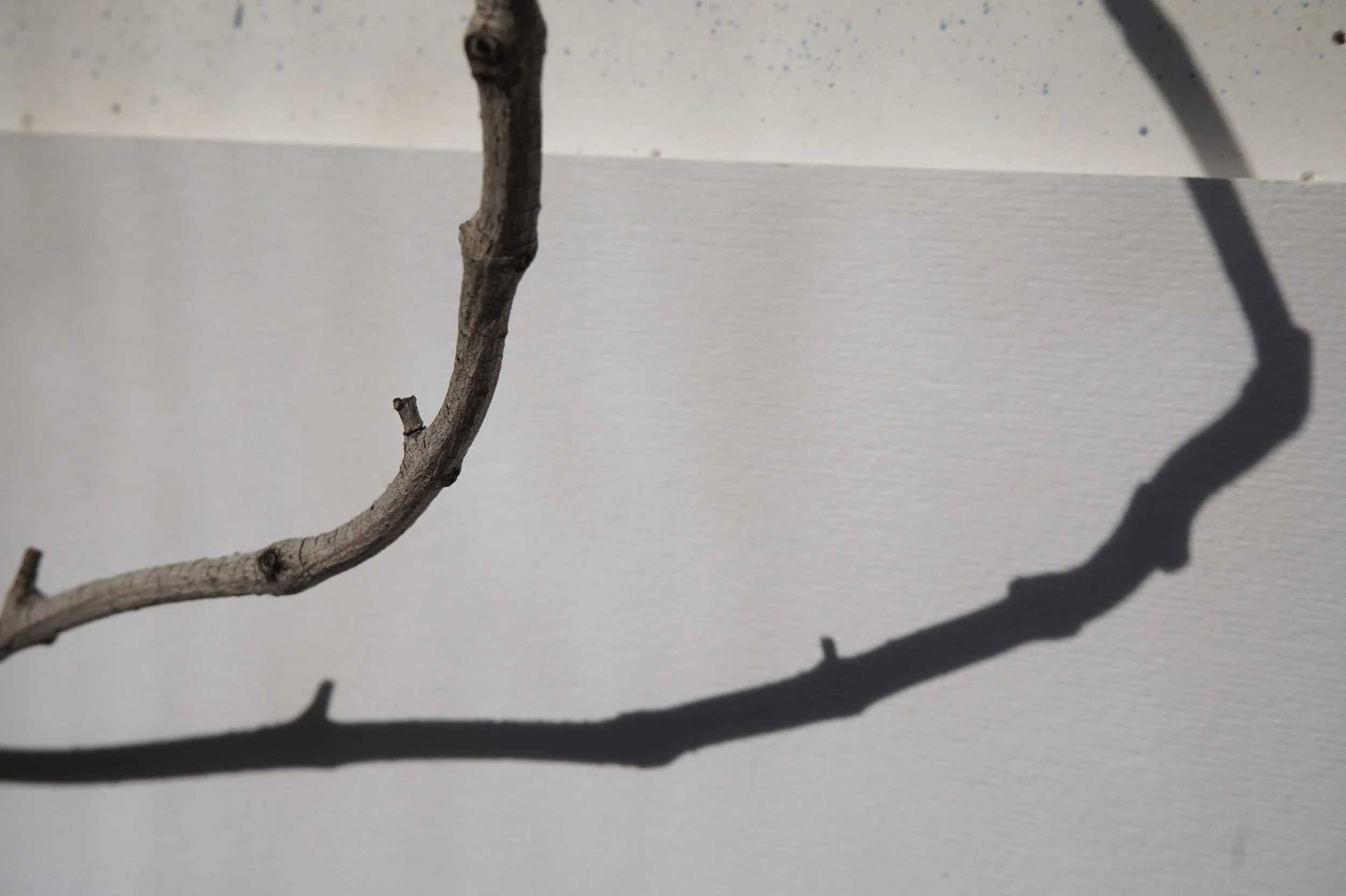 Cronache Luminose # 2 Ogni anno