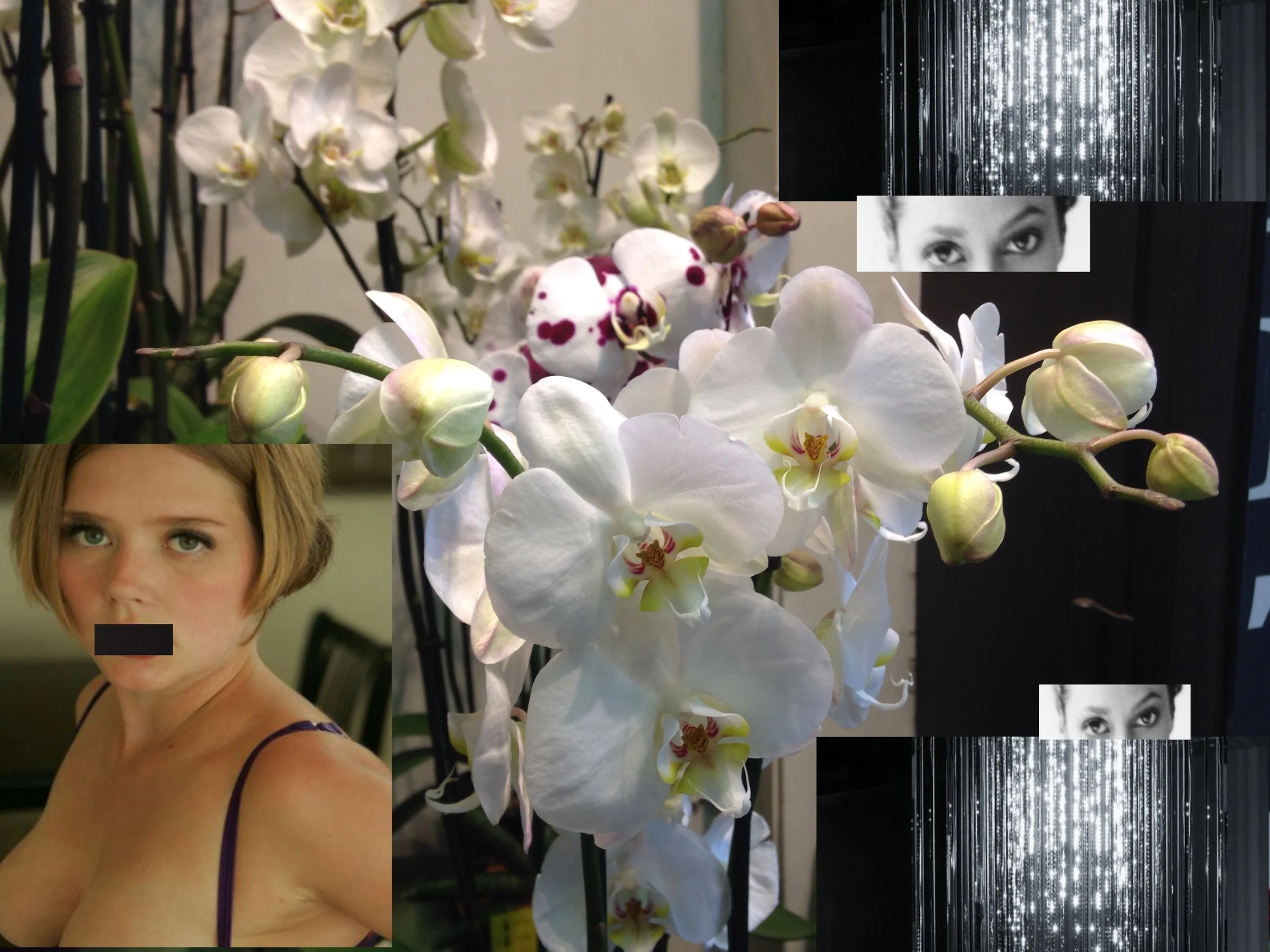orchids.jpeg