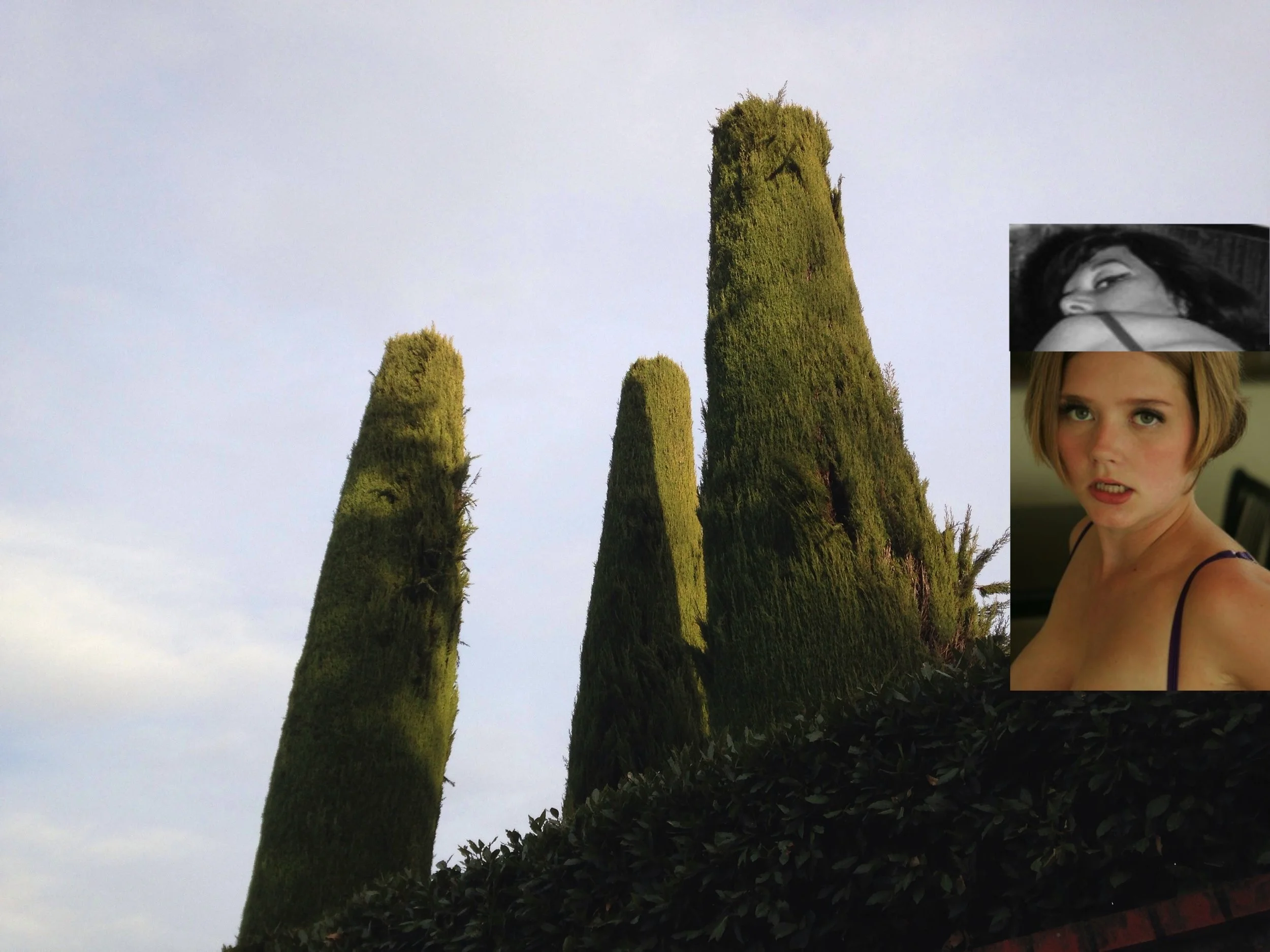 cypress.jpg