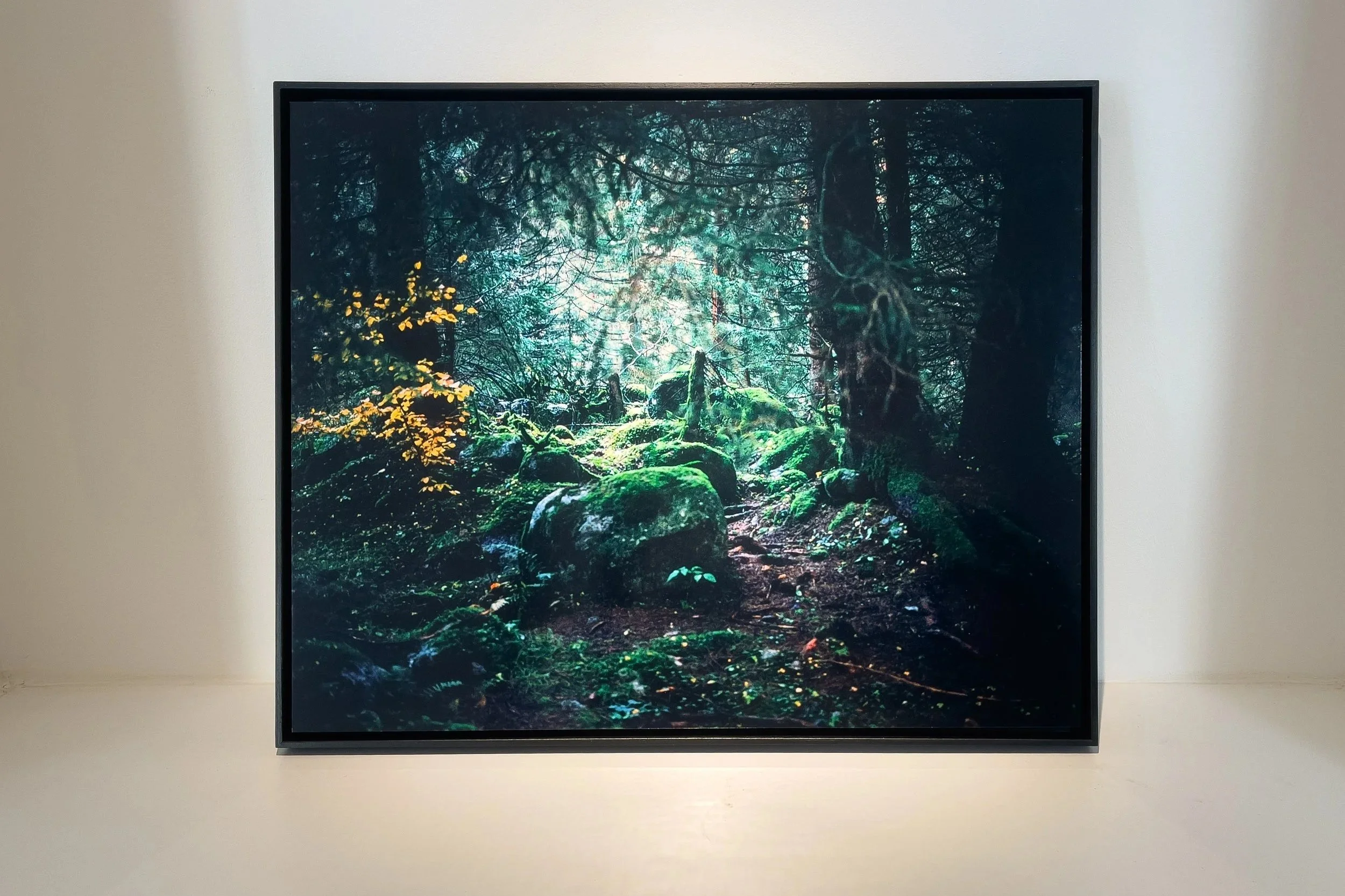 Enrico Bianda - Wilderness