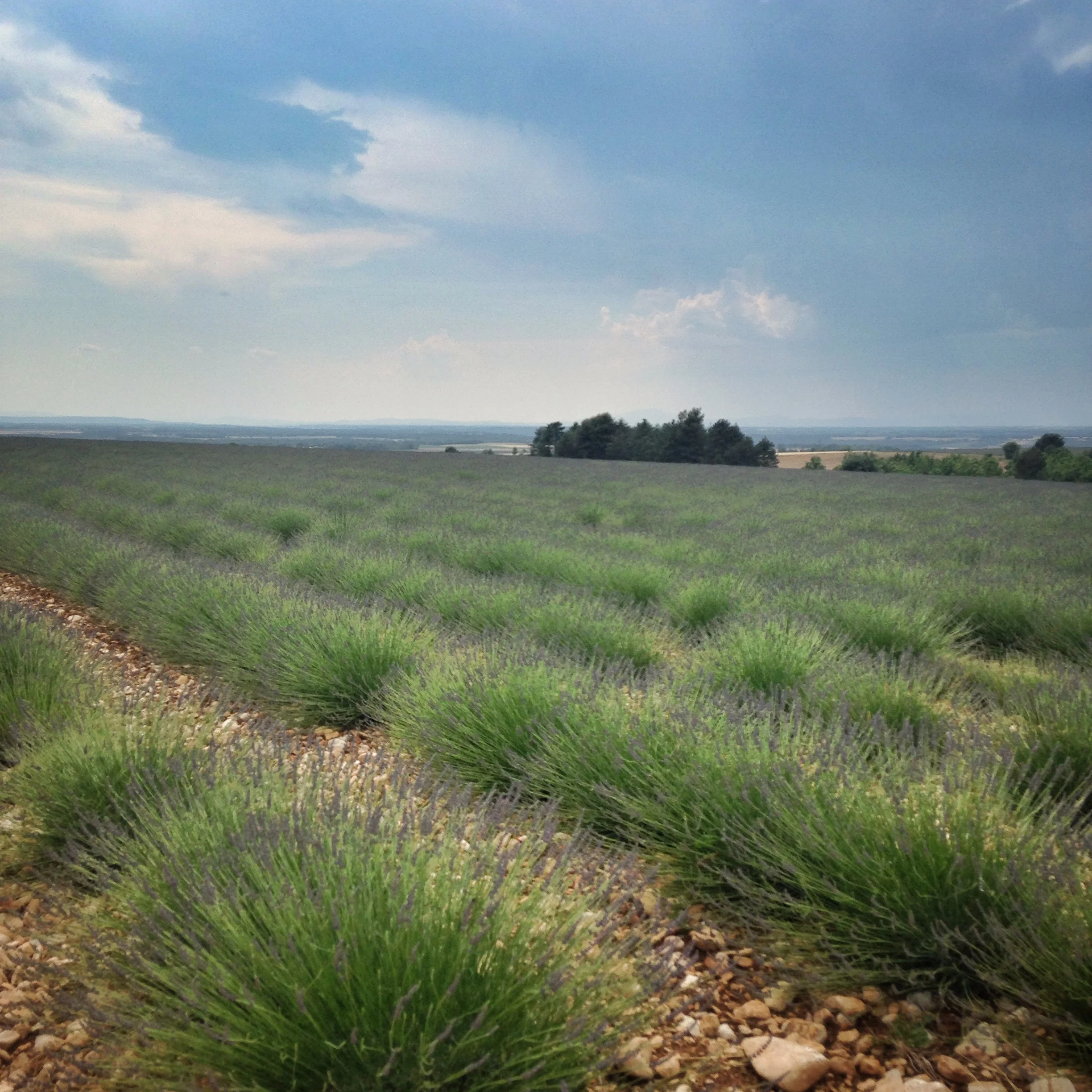 Early blooming lavender fields EAT.PRAY.MOVE Yoga Retreats | Provence, France