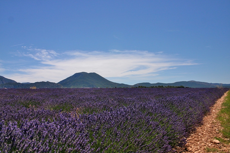 Lavender below, mountains above | EAT.PRAY.MOVE Yoga Retreats | Provence, France