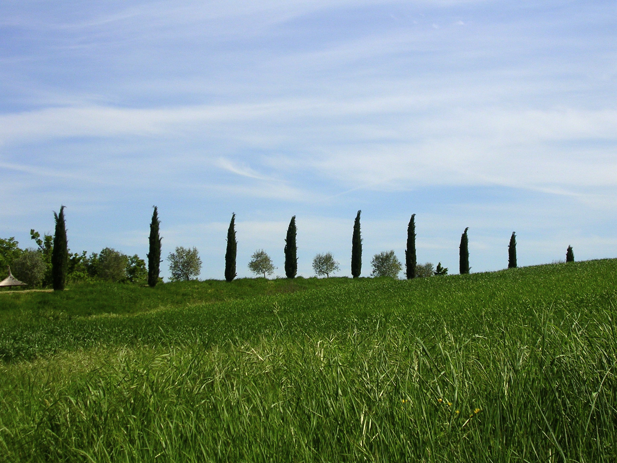 Tuscan cypress trees | EAT.PRAY.MOVE Yoga Retreats | Tuscany, Italy