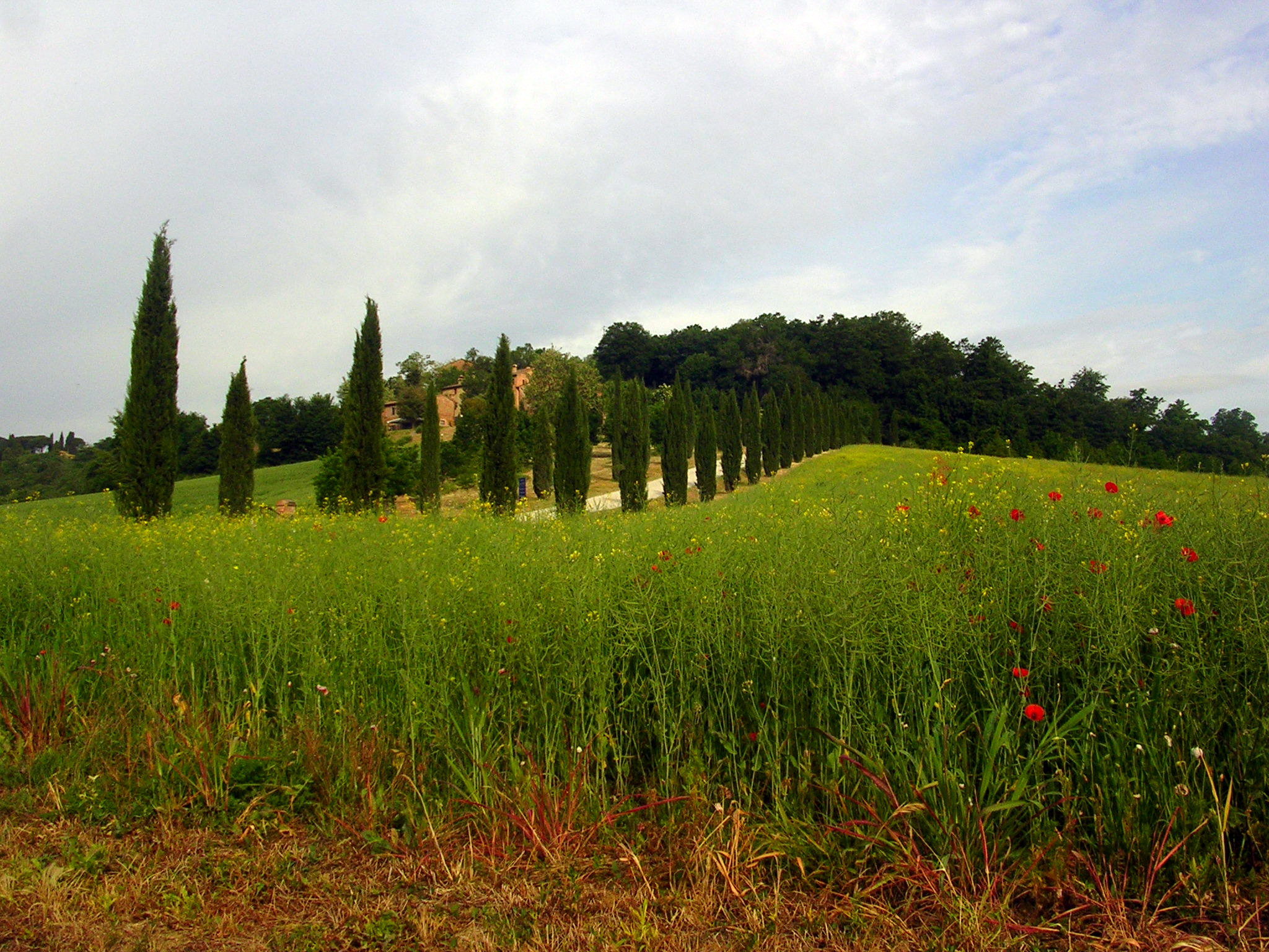 Poppies blooming by the cypress | Siliano Alto EAT.PRAY.MOVE Yoga Retreats | Tuscany, Italy