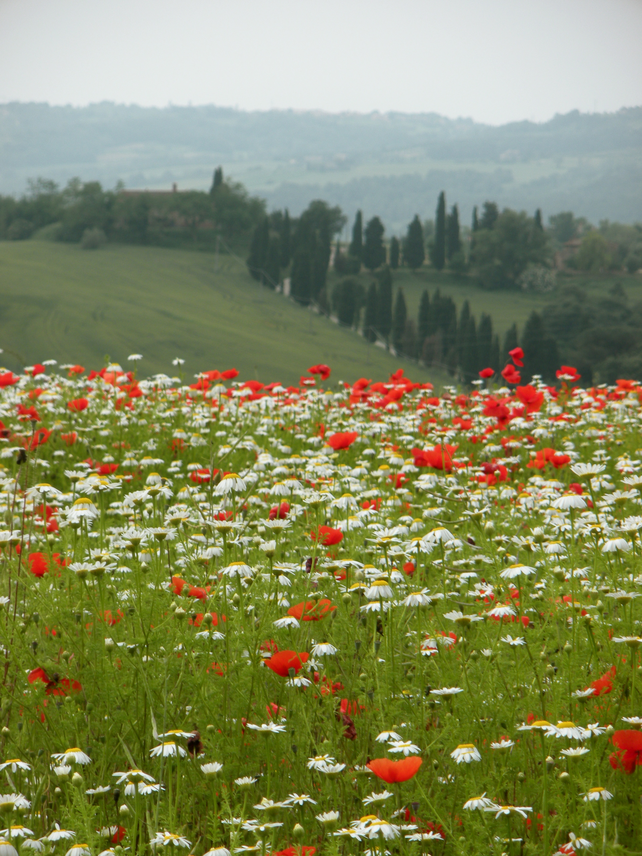 Brilliant red poppies | EAT.PRAY.MOVE Yoga Retreats | Tuscany, Italy