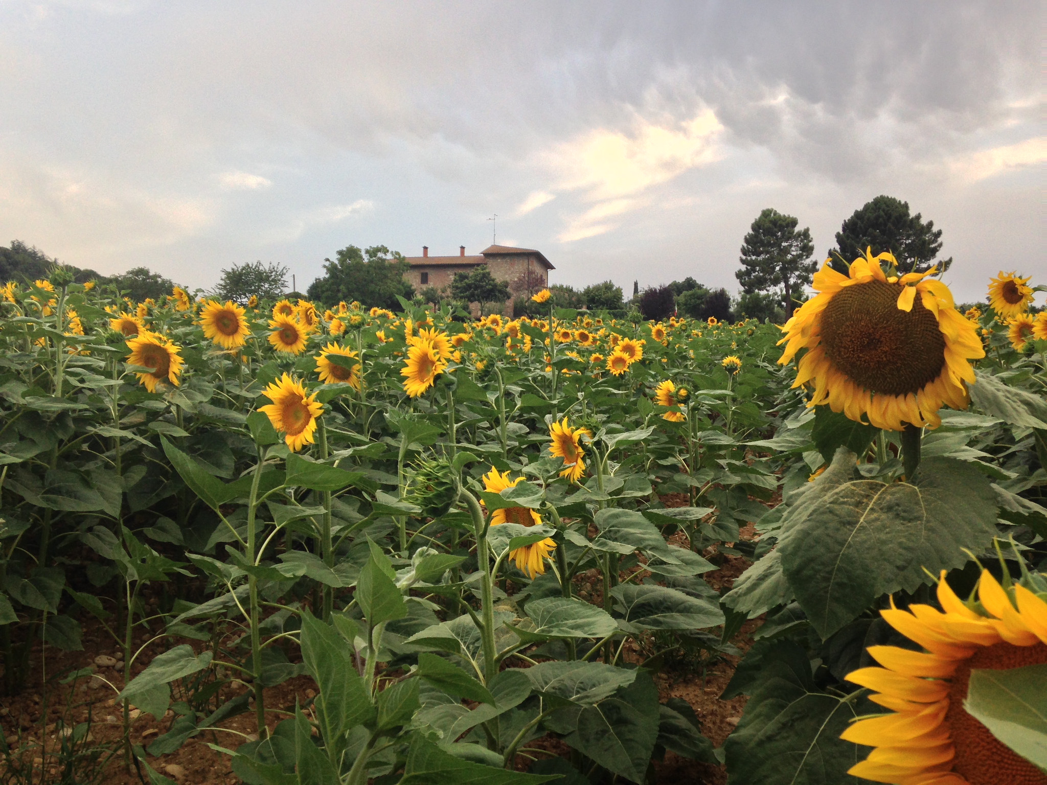 The famous sunflowers Siliano Alto | EAT.PRAY.MOVE Yoga Retreats | Tuscany, Italy