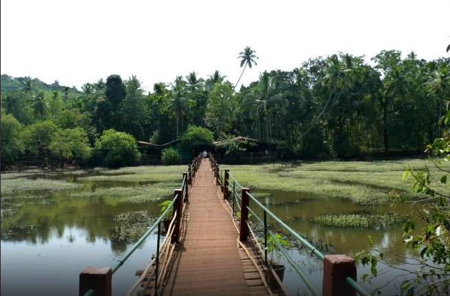 A bridge to the jungle | EAT.PRAY.MOVE Retreats | Goa, India