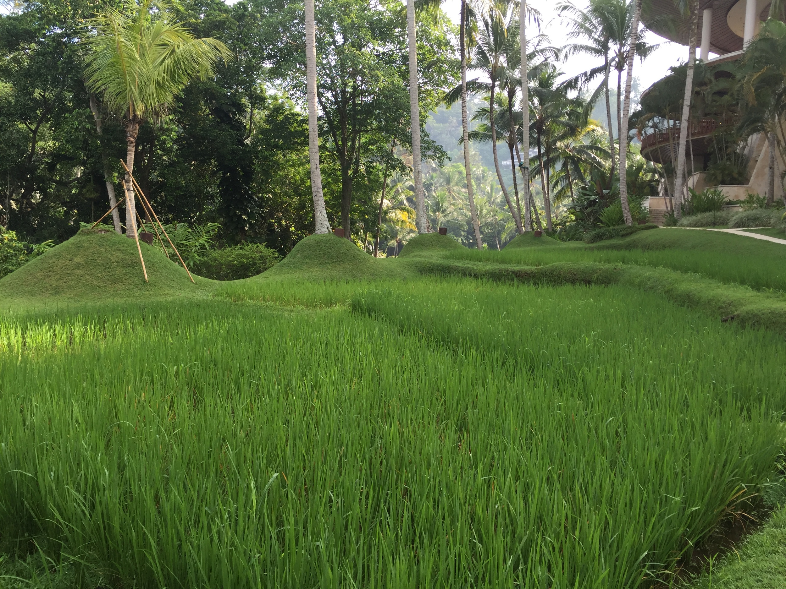 Rice terrace | EAT.PRAY.MOVE Yoga | Bali, Indonesia