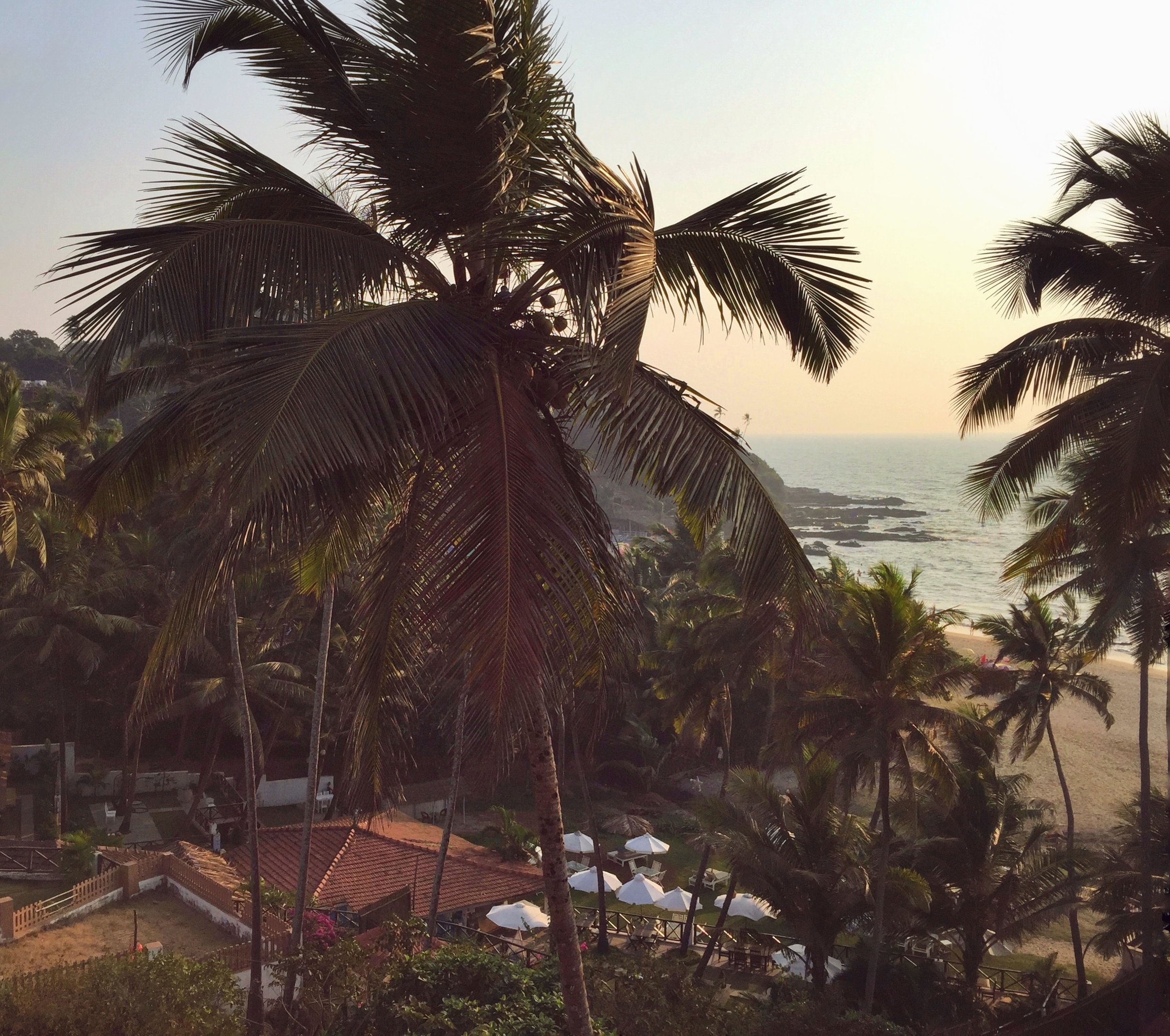 Palm trees in the breeze | EAT.PRAY.MOVE Retreats | Goa, India