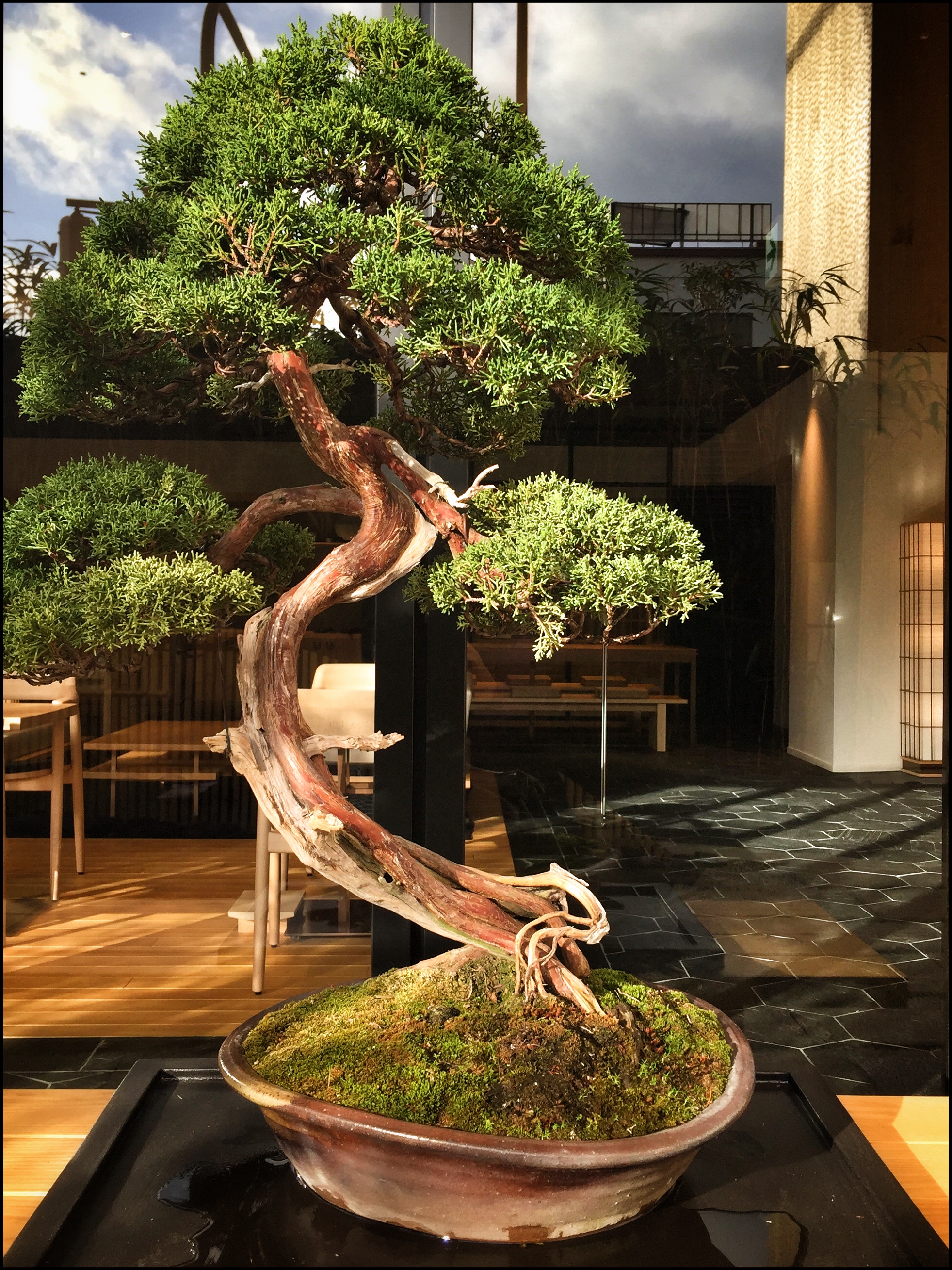 Bonsai tree | EAT.PRAY.MOVE Yoga | Kyoto, Japan