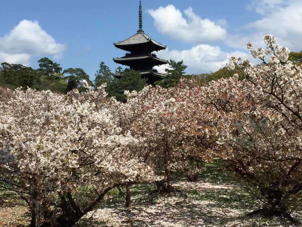 Cherry blossoms surrounding a temple | EAT.PRAY.MOVE Yoga | Kyoto, Japan