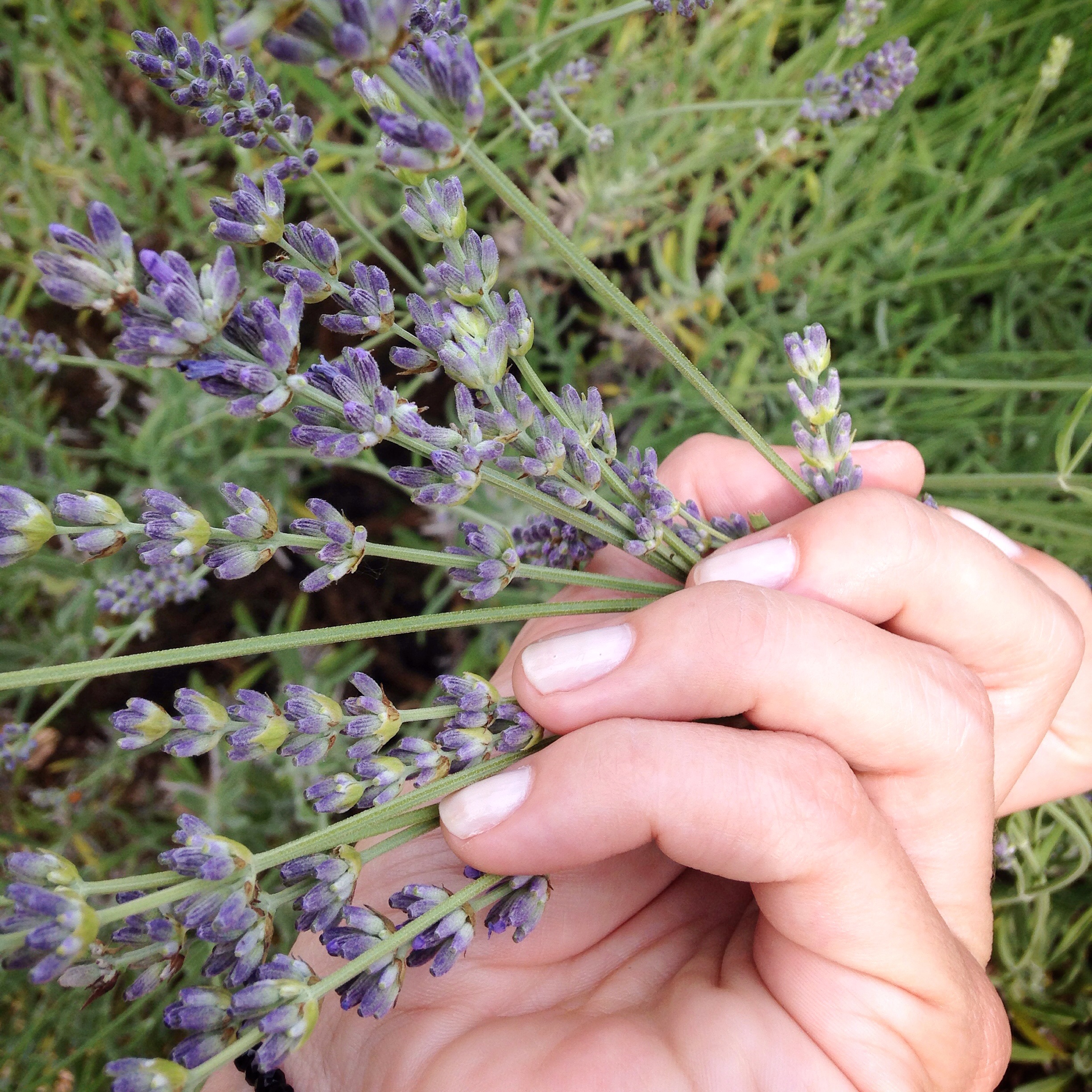 Stop and smell the lavender | EAT.PRAY.MOVE Yoga Retreats | Provence, France