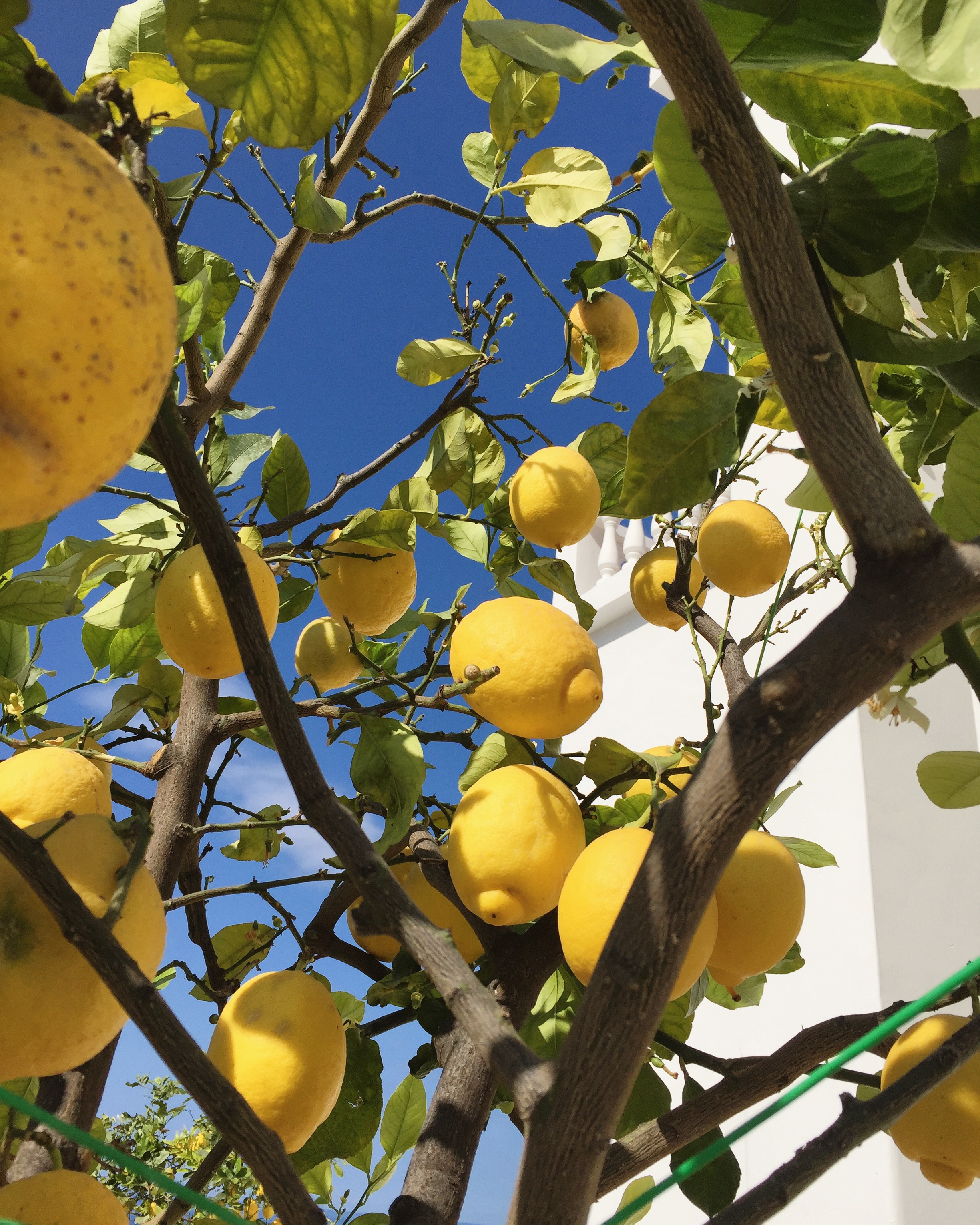 Lemon farm visit EAT.PRAY.MOVE Yoga Retreats | Amalfi Coast, Italy