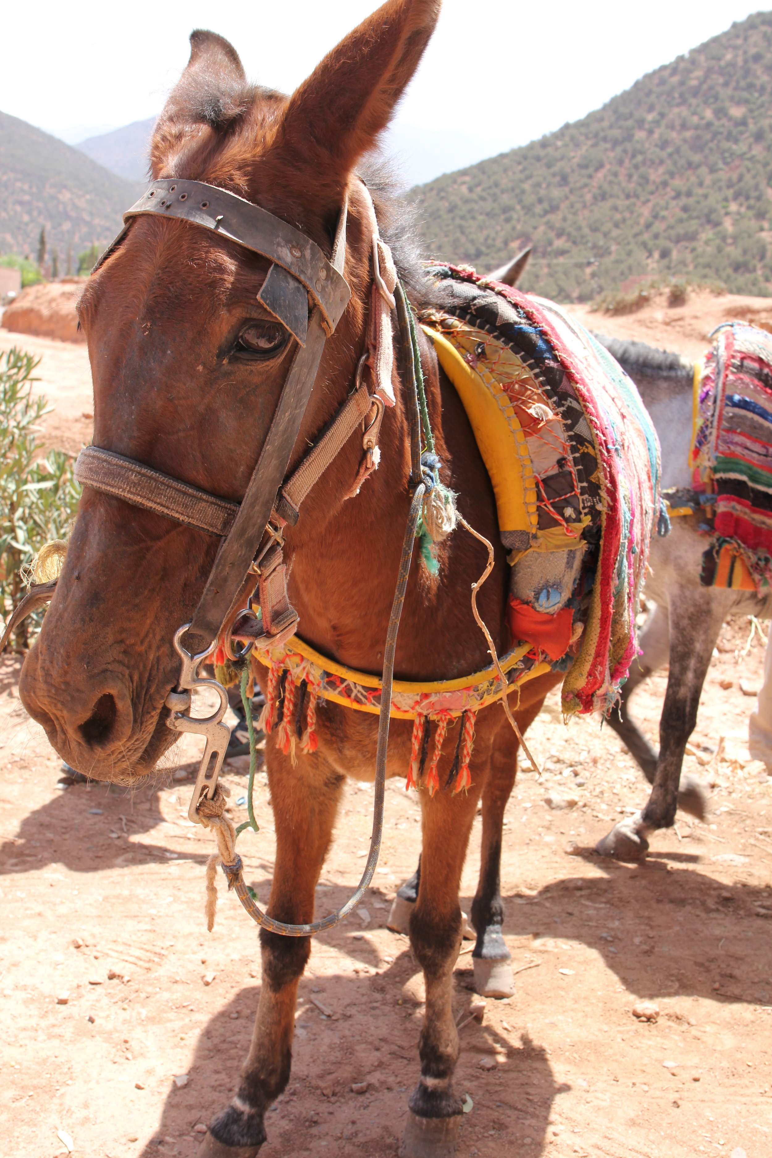 Mule Trek Kasbah Tamadot Atlas Mountains  | EAT.PRAY.MOVE Yoga Retreat |  Morocco