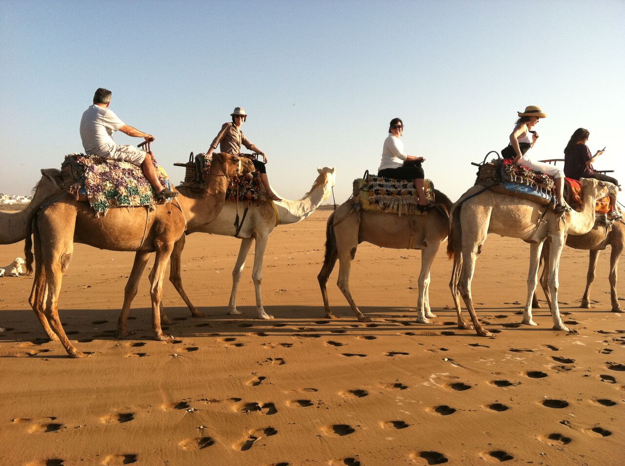 camels | EAT.PRAY.MOVE Yoga Retreats | Morocco