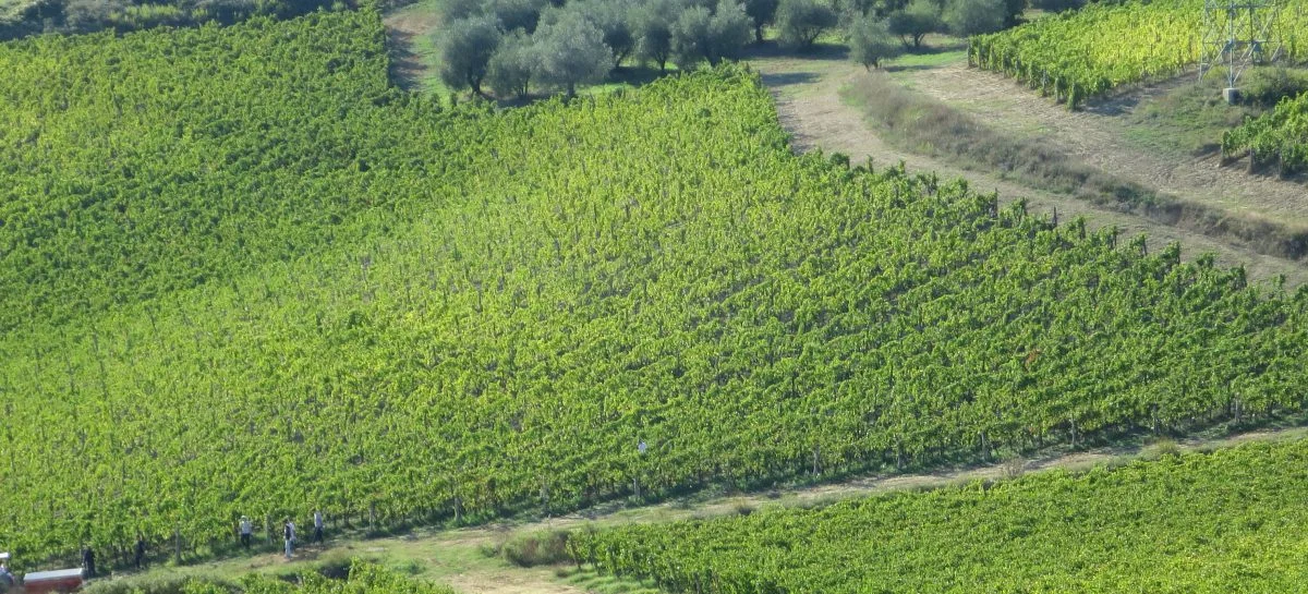 vines-1200x545.jpg