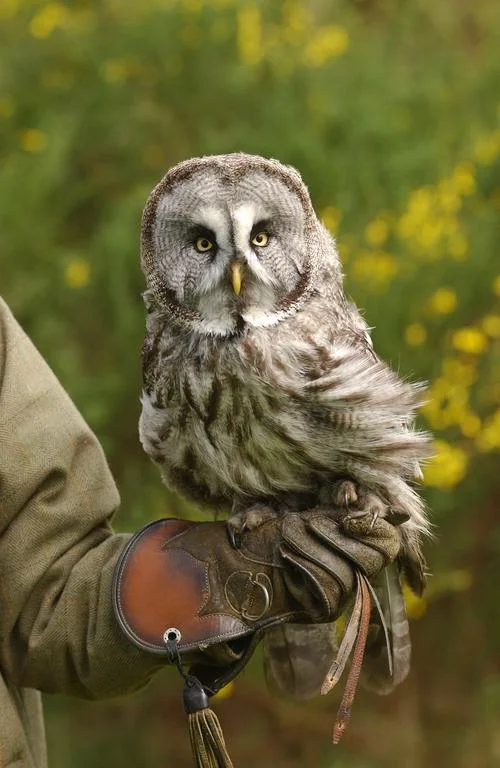 Falconry Dalhousie Castle | EAT.PRAY.MOVE Yoga | Edinburgh, Scotland