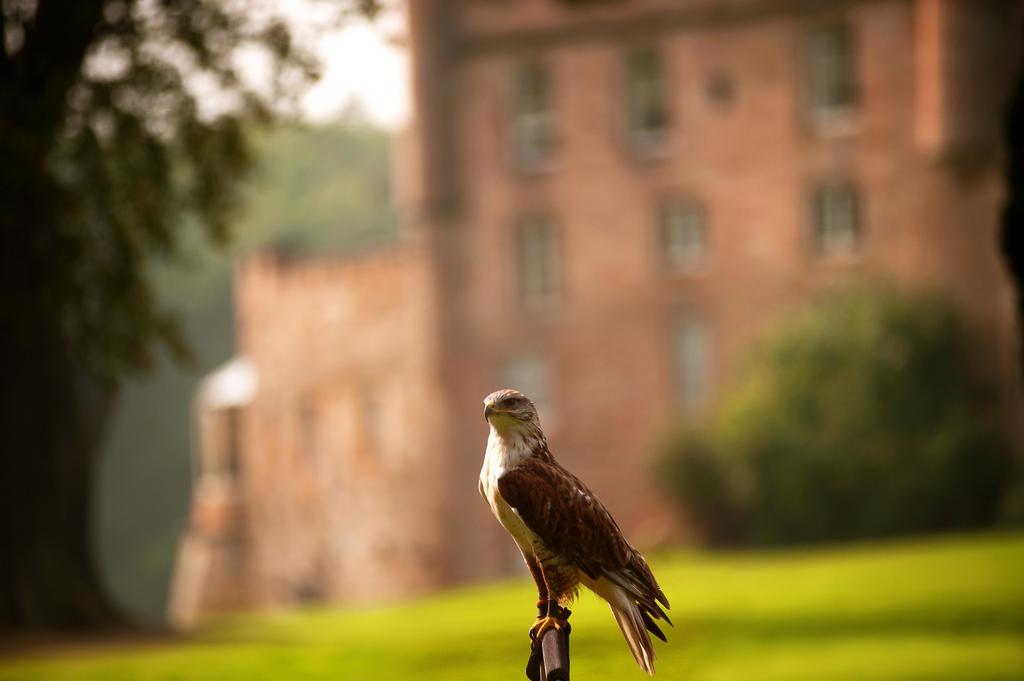 Famed falcons Dalhousie Castle | EAT.PRAY.MOVE Yoga | Edinburgh, Scotland
