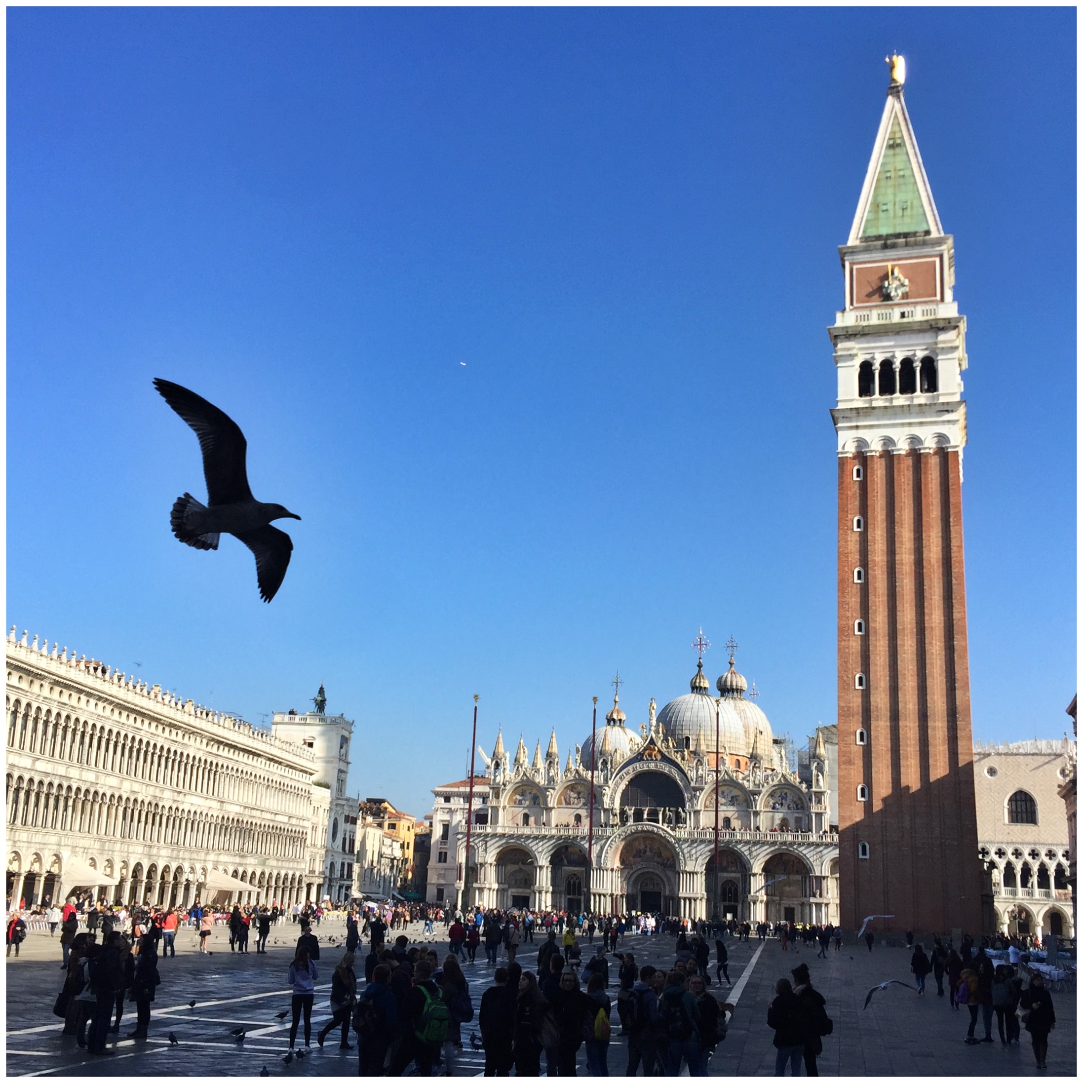 Famed Venice pigeons | EAT.PRAY.MOVE Yoga | Venice, Italy