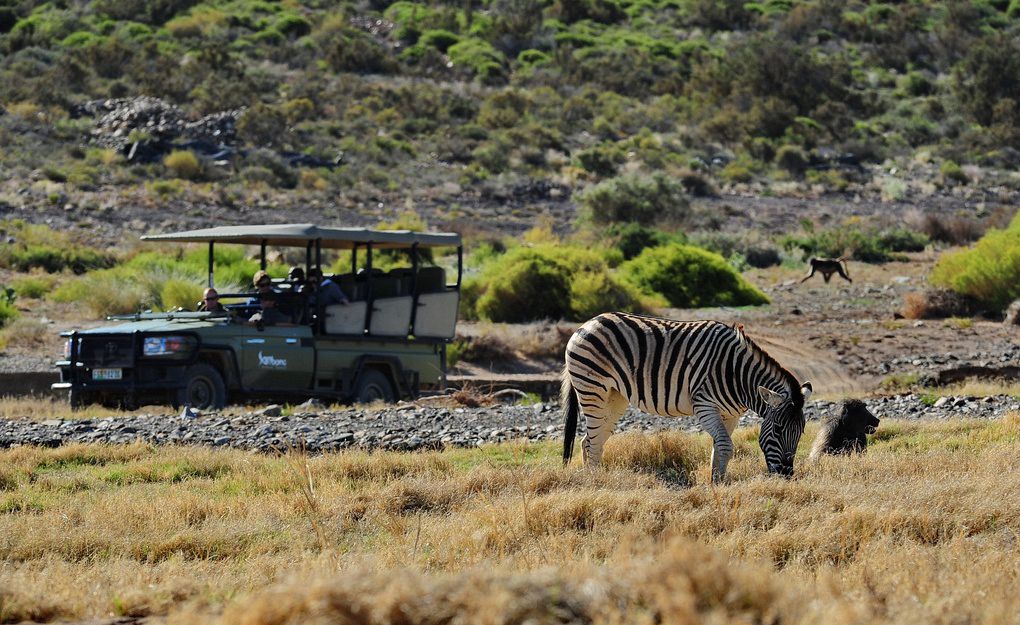 gallery-34-302-sanbona-game-drive-guest-experience-1-min.jpg