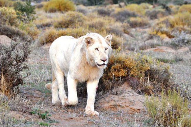 Sanbona-white-lion.jpg