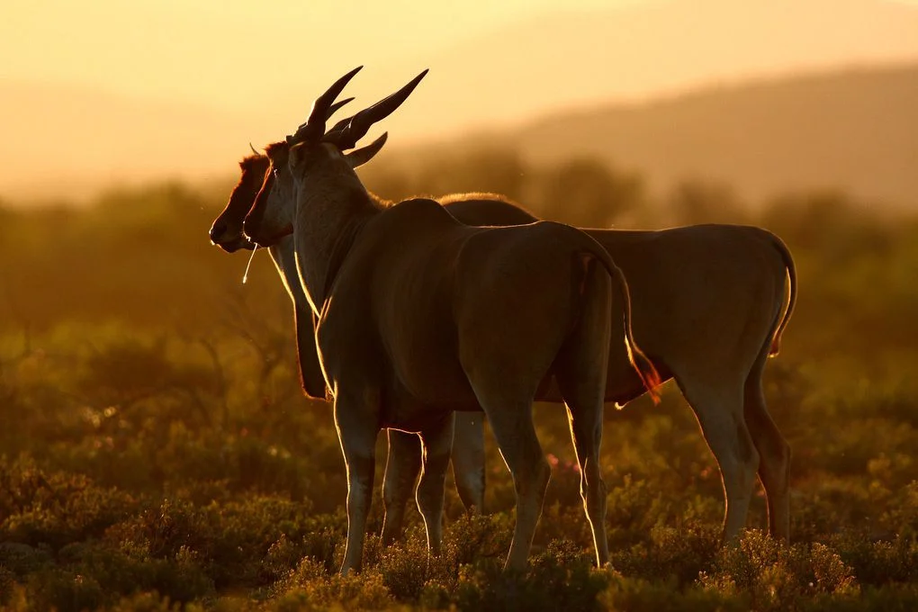 gallery-34-311-sanbona-wildlife-71-min.jpg