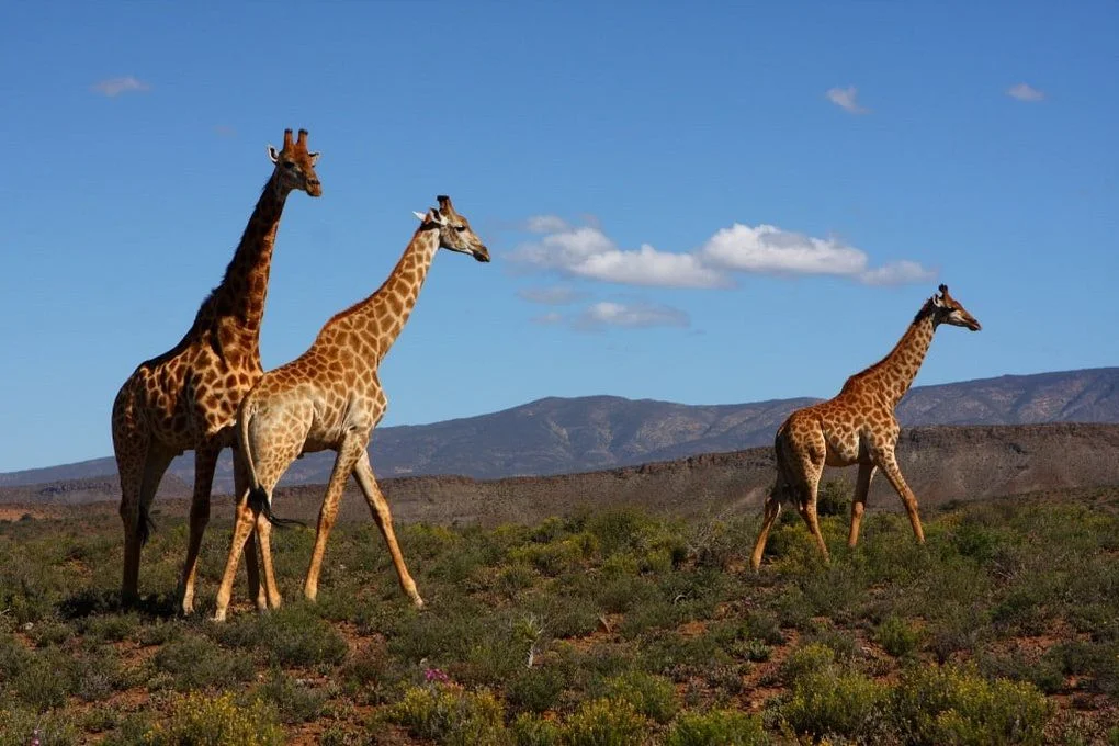 gallery-34-312-sanbona-wildlife-78_resize-min.jpg