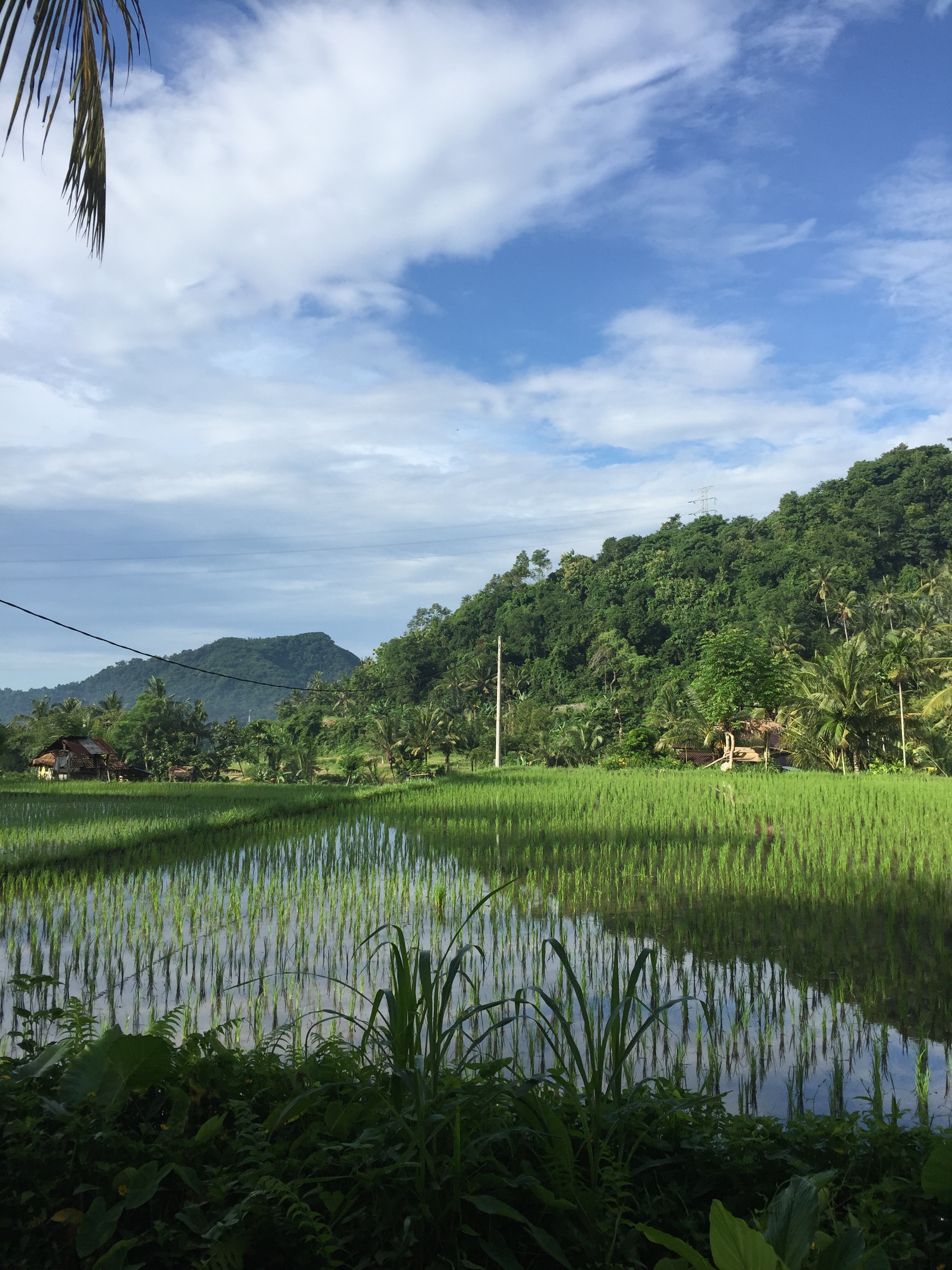 Rice field | EAT.PRAY.MOVE Yoga | Bali, Indonesia