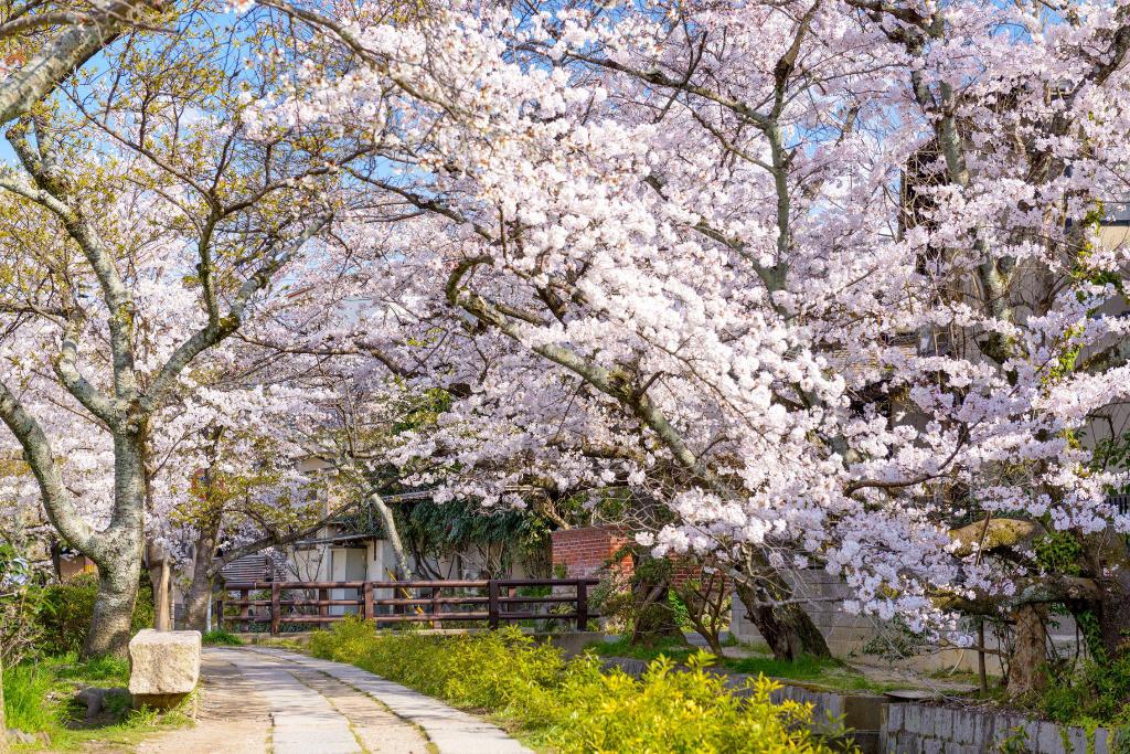 Cherry blossoms in spring | EAT.PRAY.MOVE Yoga | Kyoto, Japan