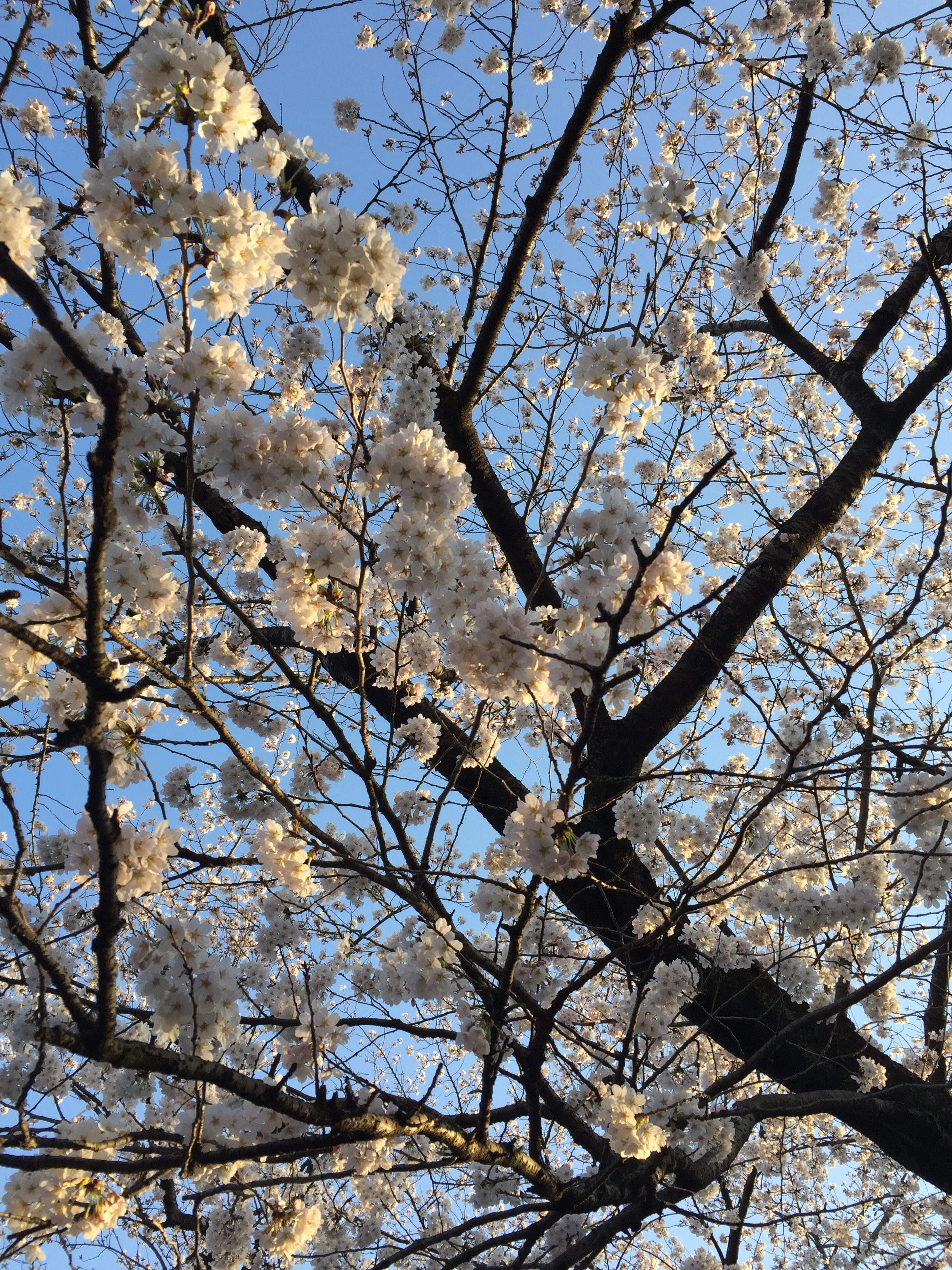 White cherry blossoms | EAT.PRAY.MOVE Yoga | Kyoto, Japan