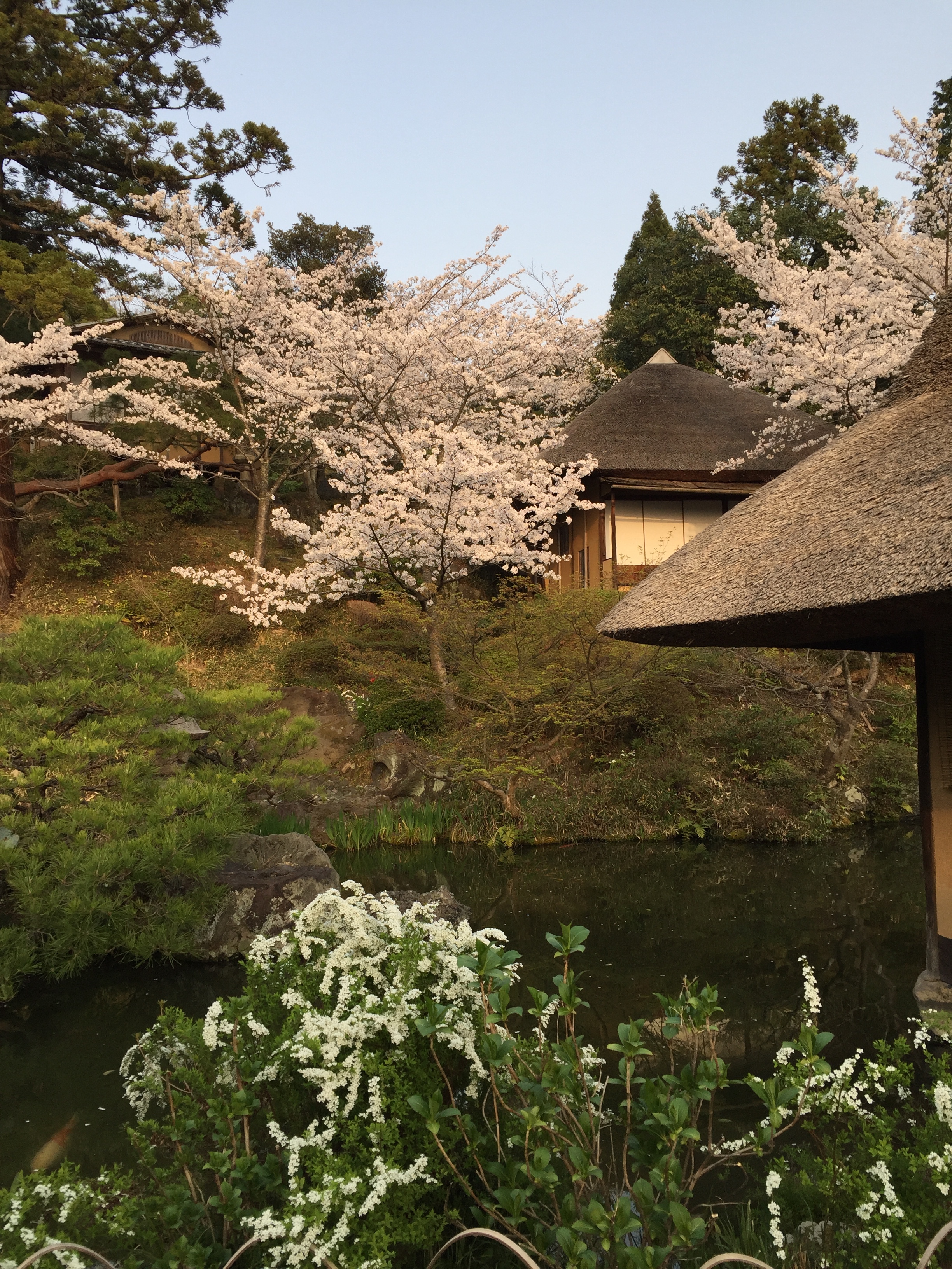 White cherry blossoms in Kyoto | EAT.PRAY.MOVE Yoga | Kyoto, Japan