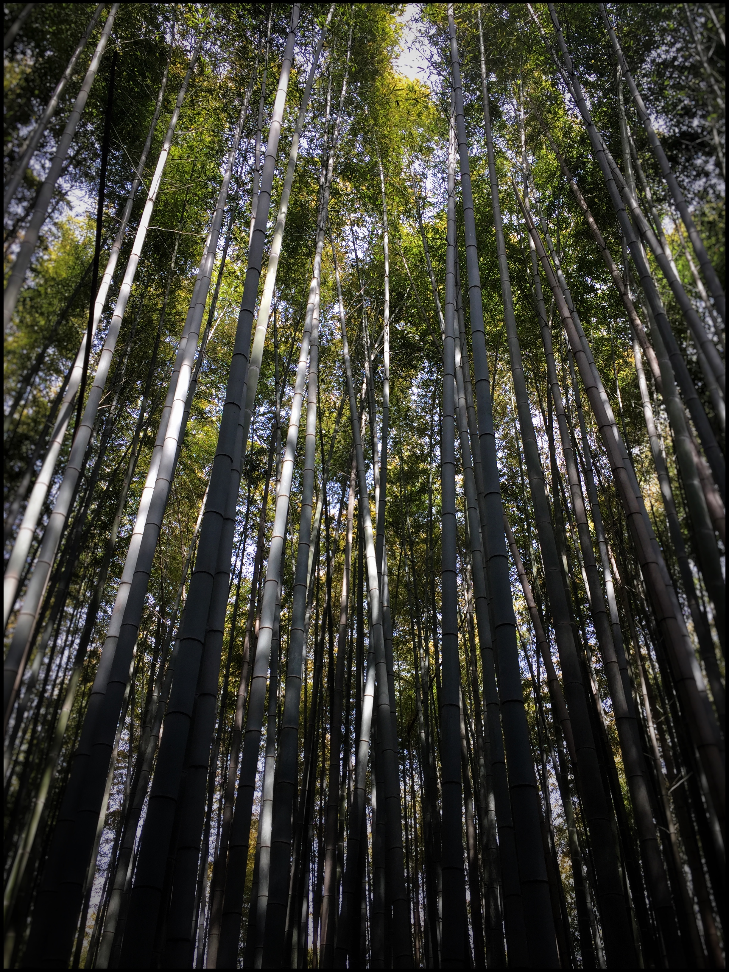 Towering heights of bamboo | EAT.PRAY.MOVE Yoga | Kyoto, Japan