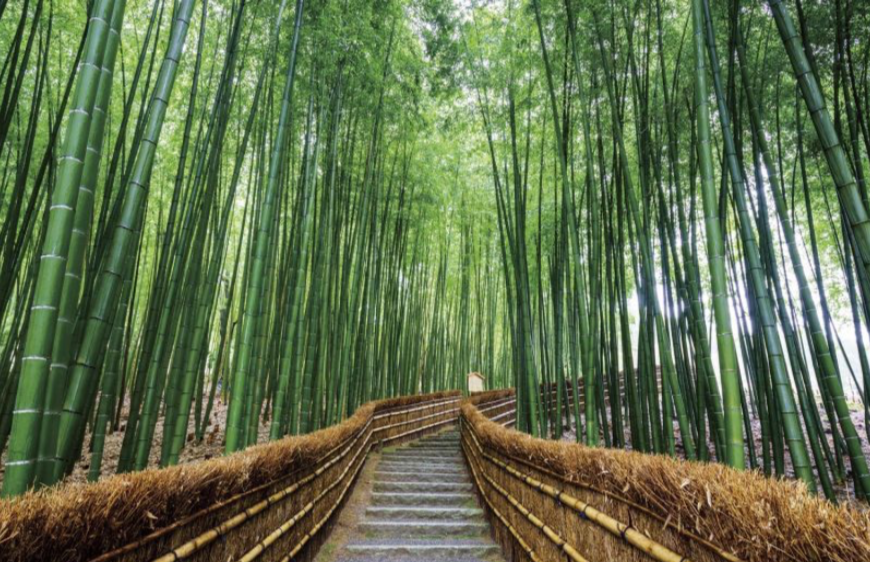Bamboo Forest | EAT.PRAY.MOVE Yoga | Kyoto, Japan