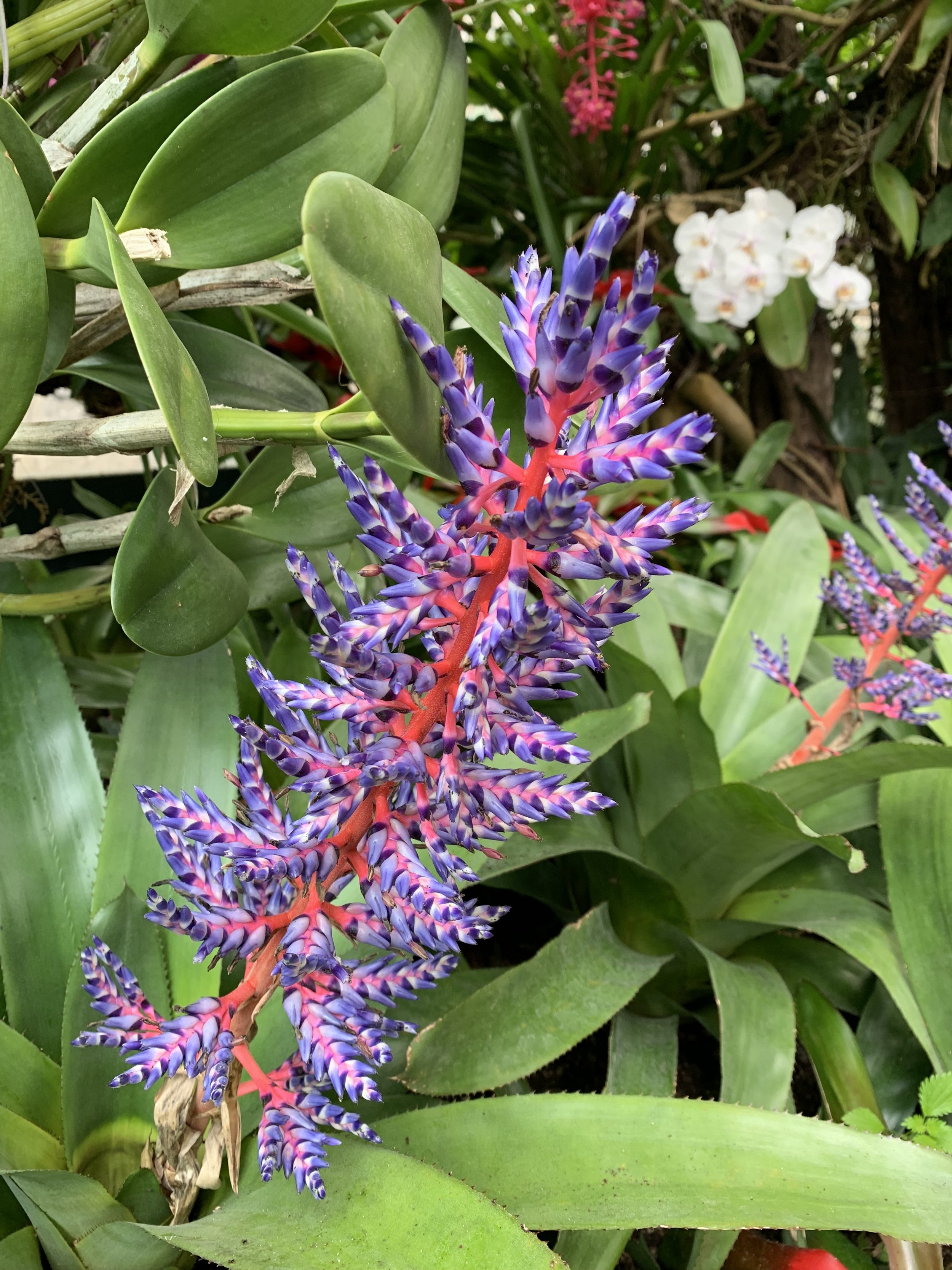 Colorful blossoms at Mortella Gardens | EAT.PRAY.MOVE Yoga Retreats | Ischia, Italy